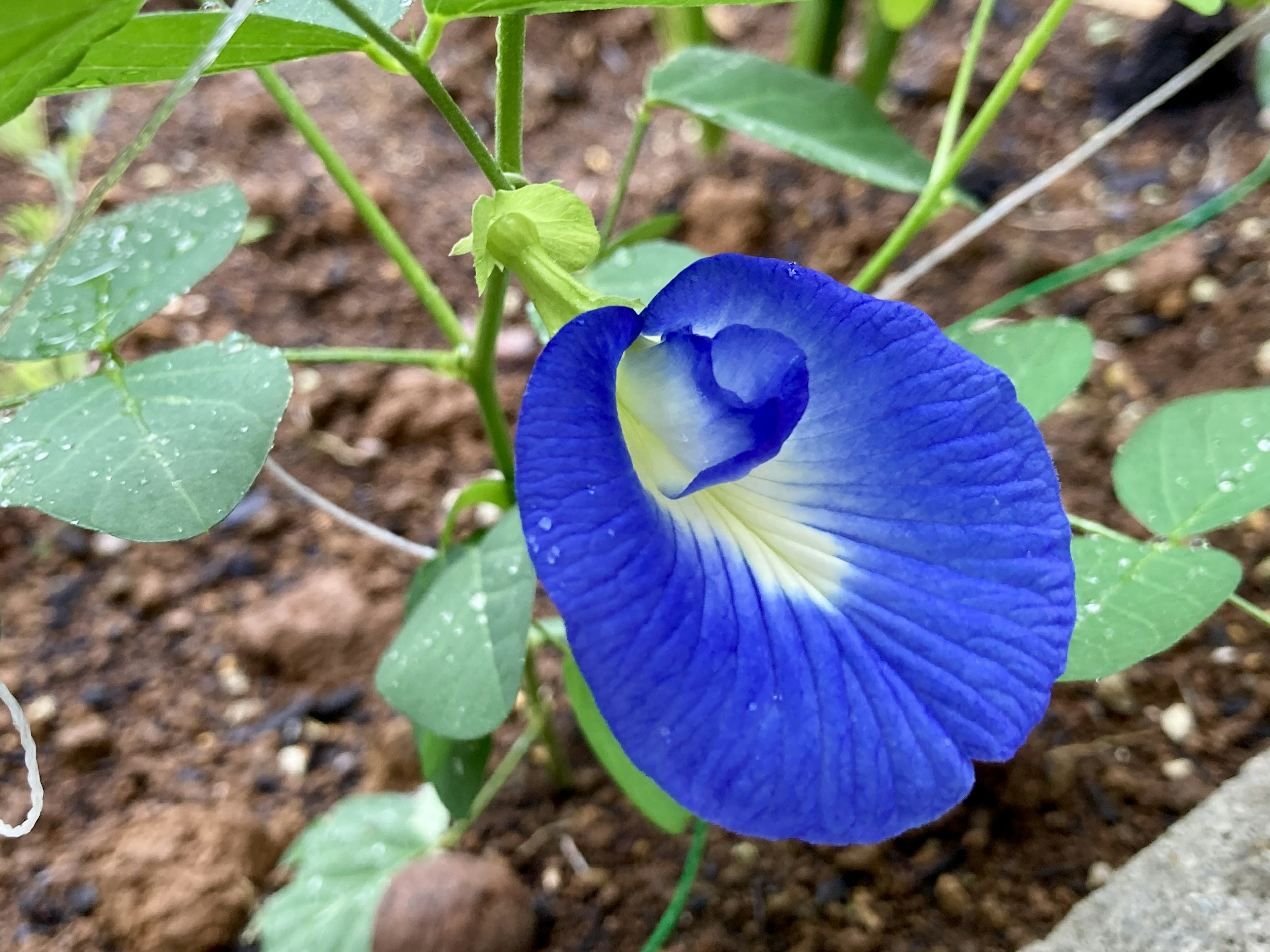 Schmetterlingserbse mit lebhaften blauen Blütenblättern und einer weißen Mitte