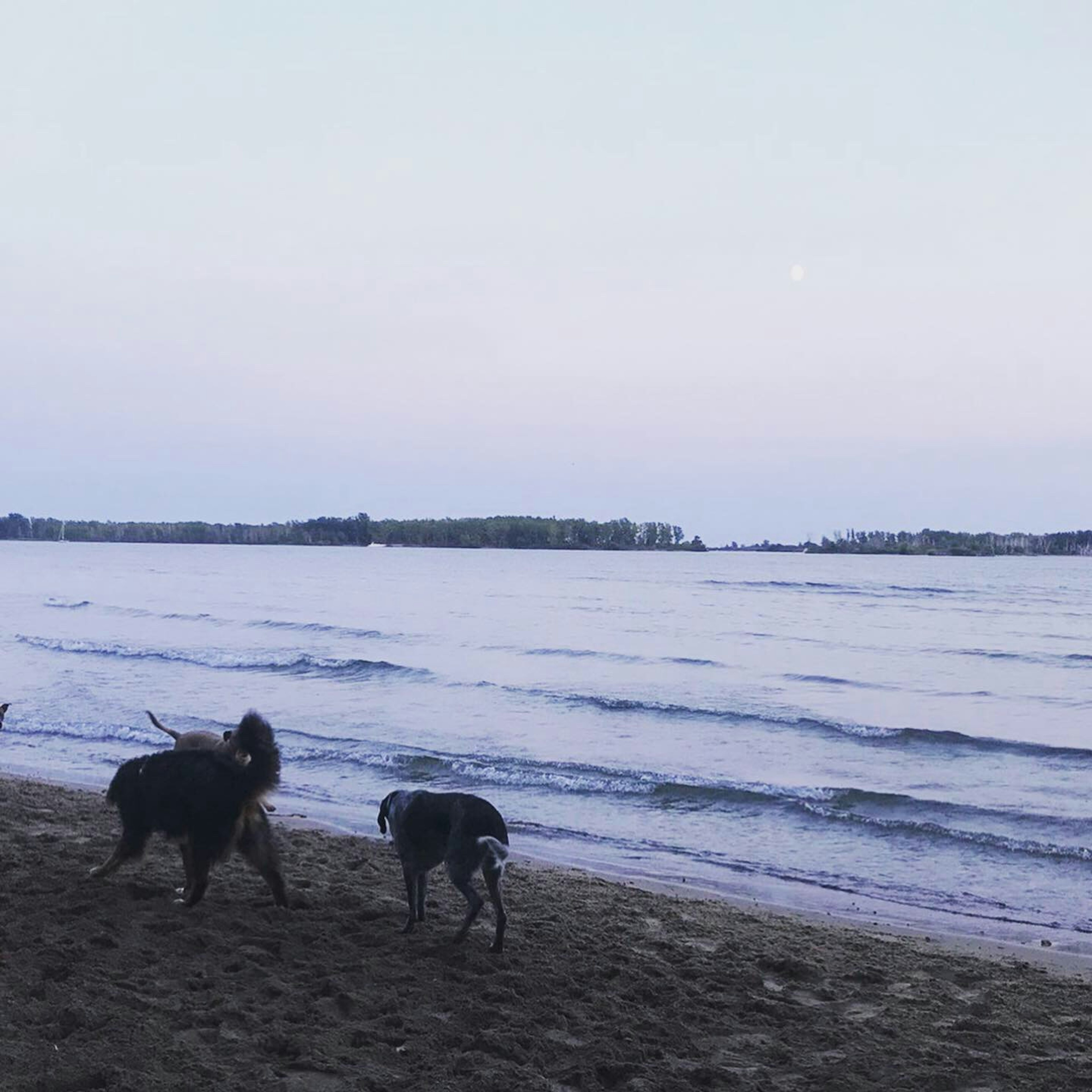 在沙滩上玩耍的两只狗和波浪水面