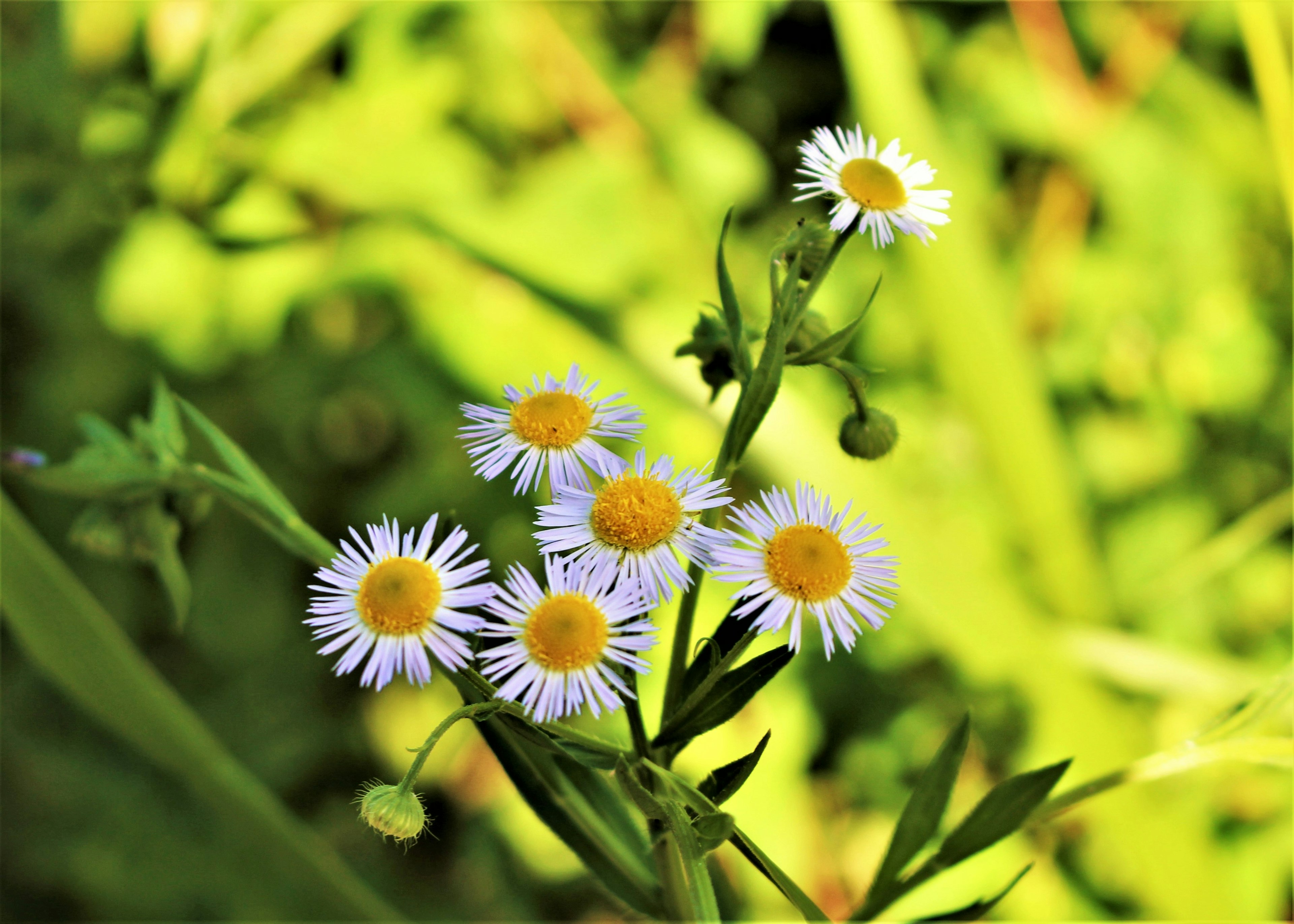 Small white flowers with yellow centers blooming against a green background