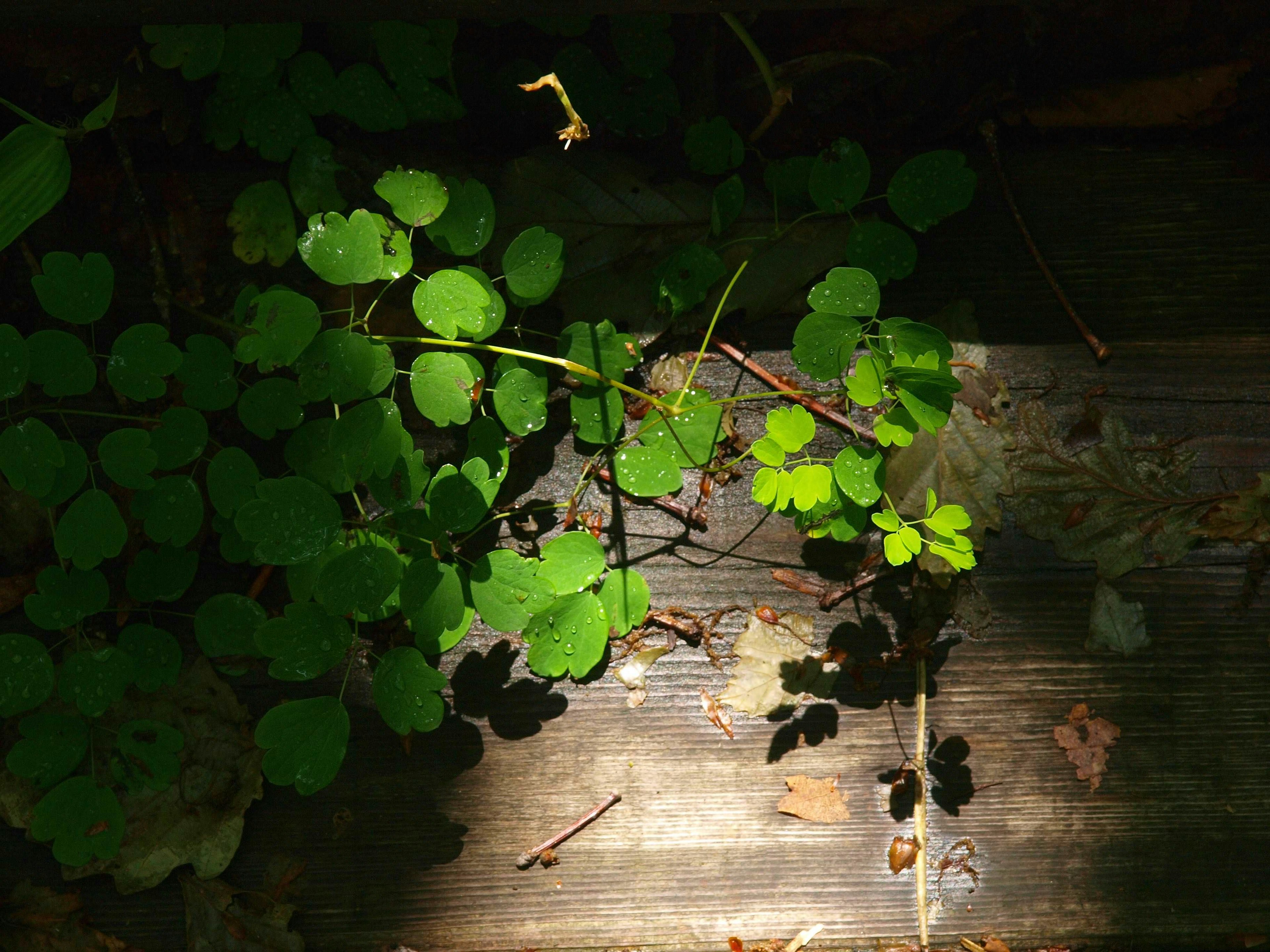 Hojas verdes creciendo sobre tablones de madera con sombras