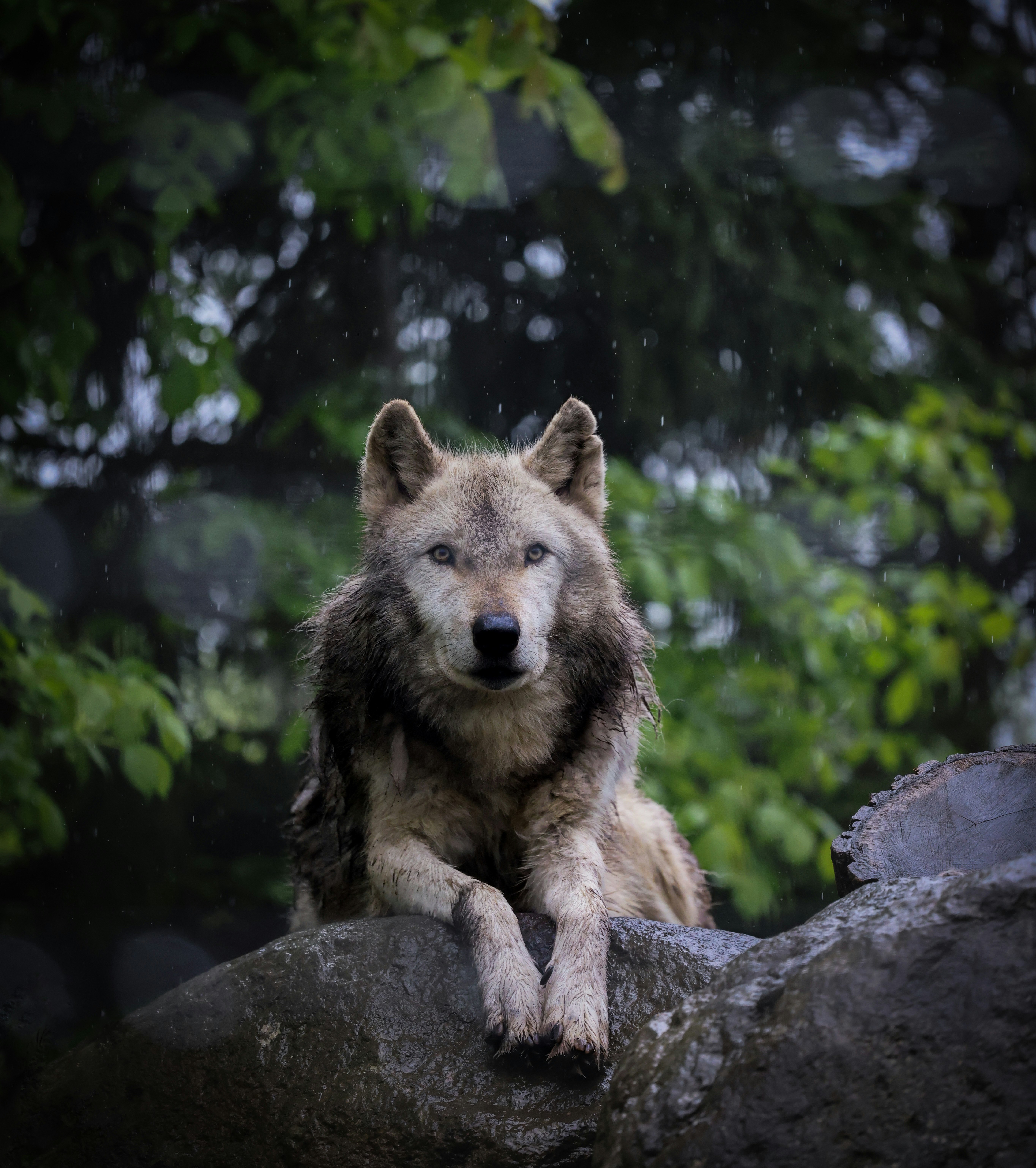 wolf | cizucu