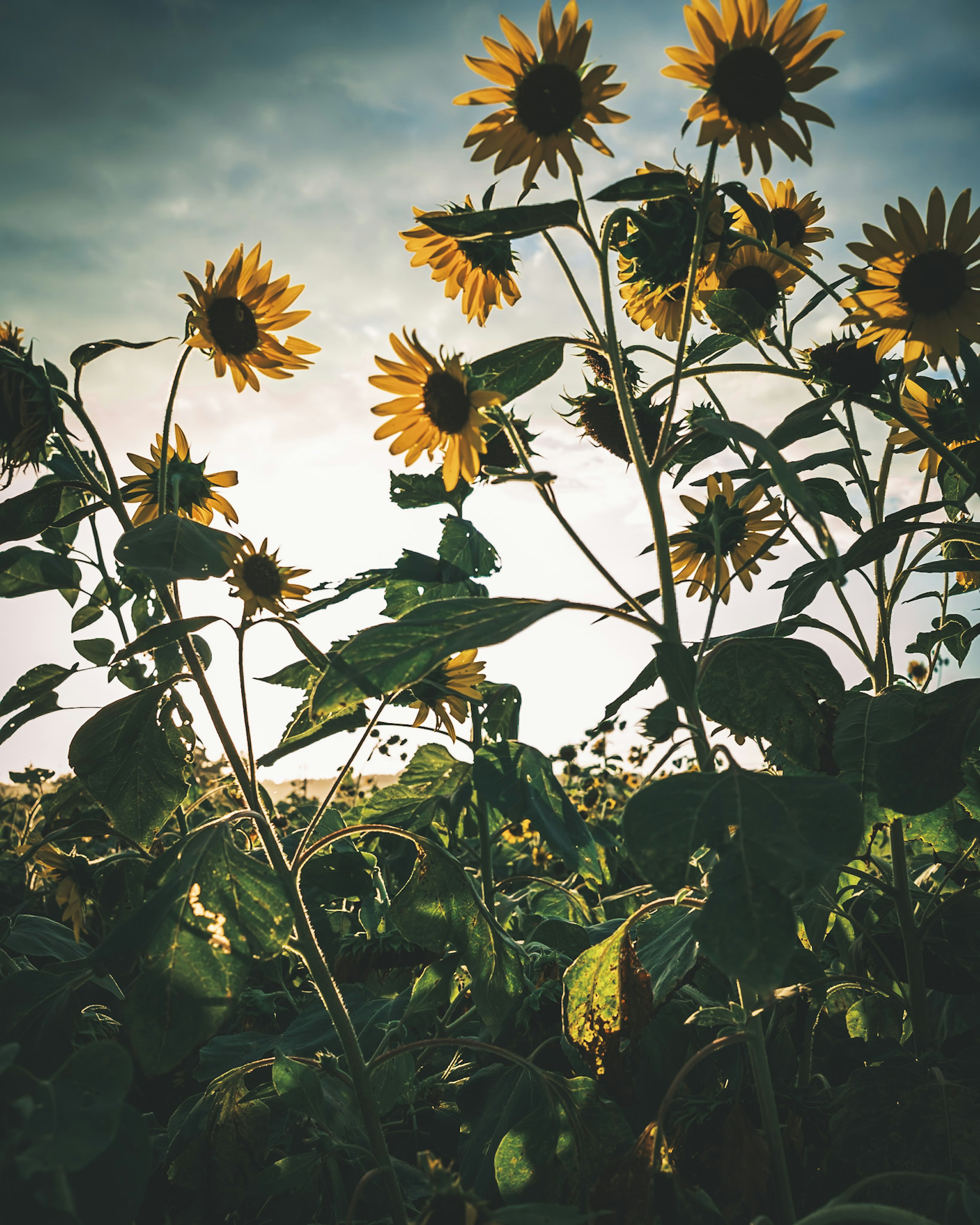 Sonnenblumenfeld mit Sonnenuntergang im Hintergrund