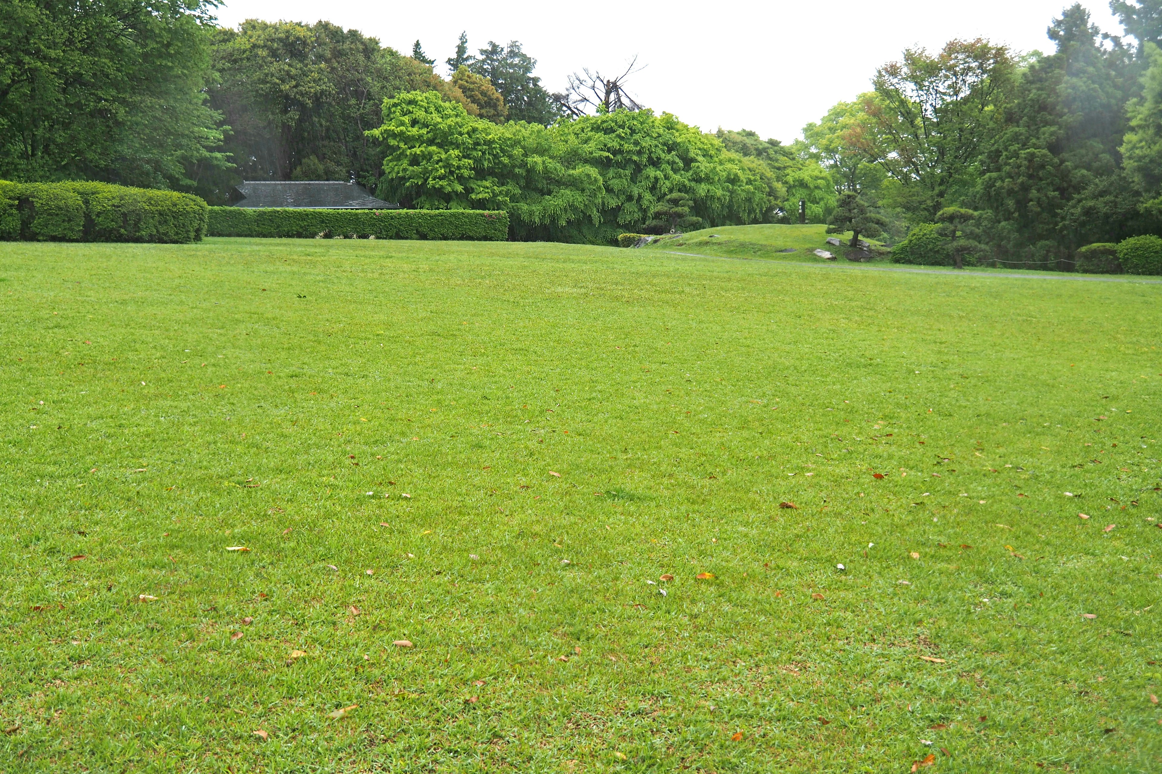 Vast green park landscape with trees in the background