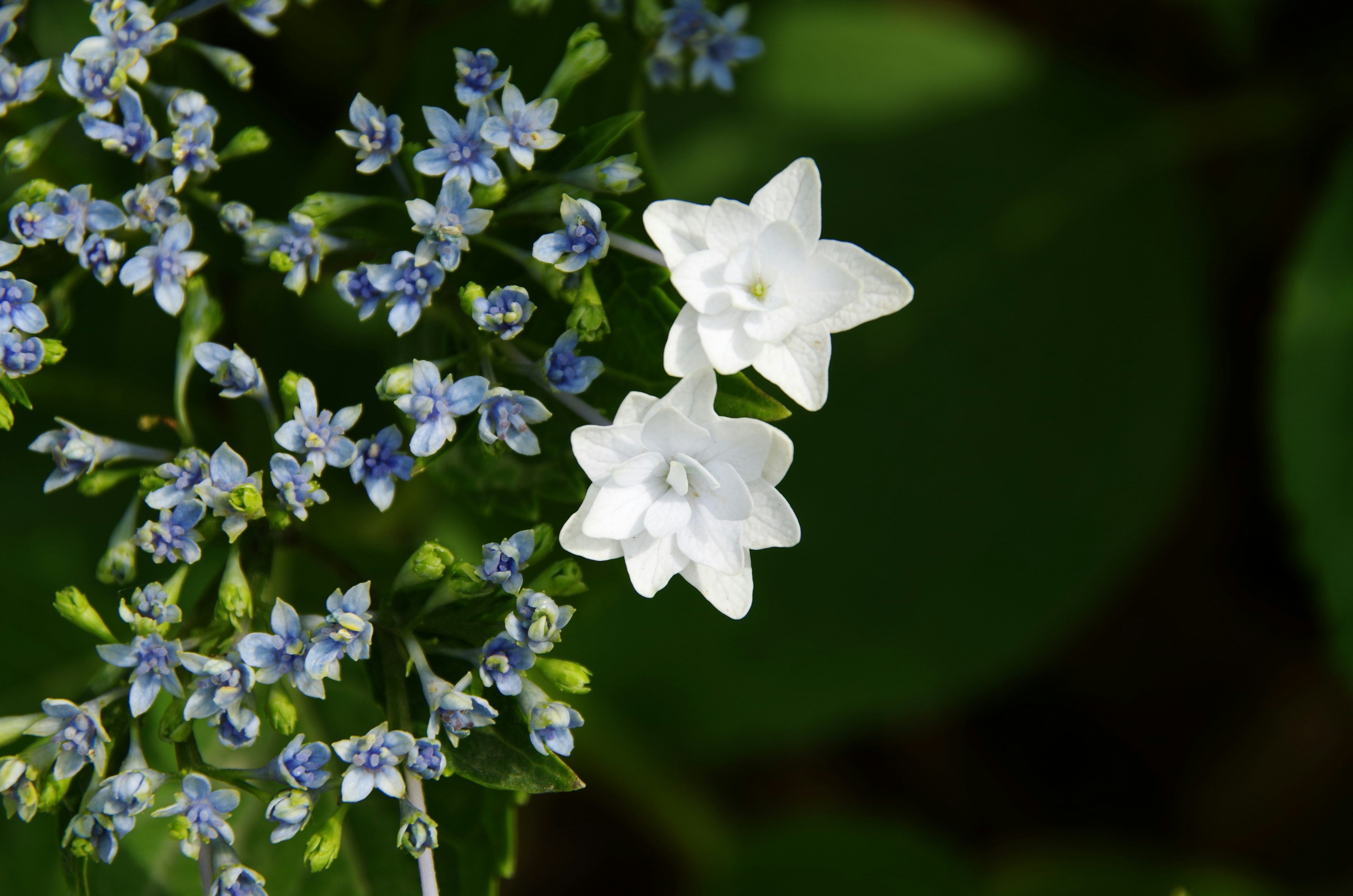 Close-up tanaman dengan bunga biru dan putih