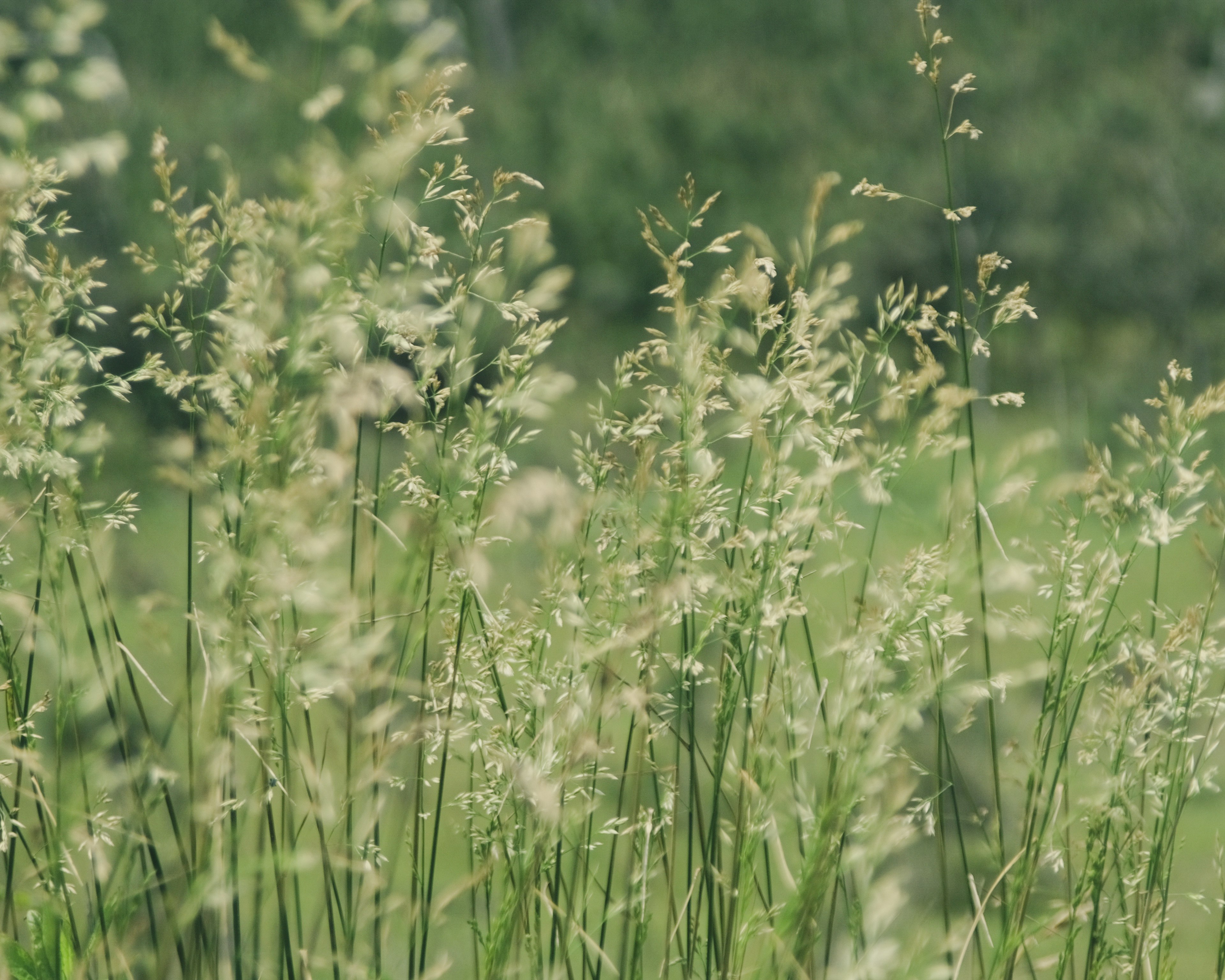 Rumput tinggi dengan kepala biji halus di latar belakang hijau