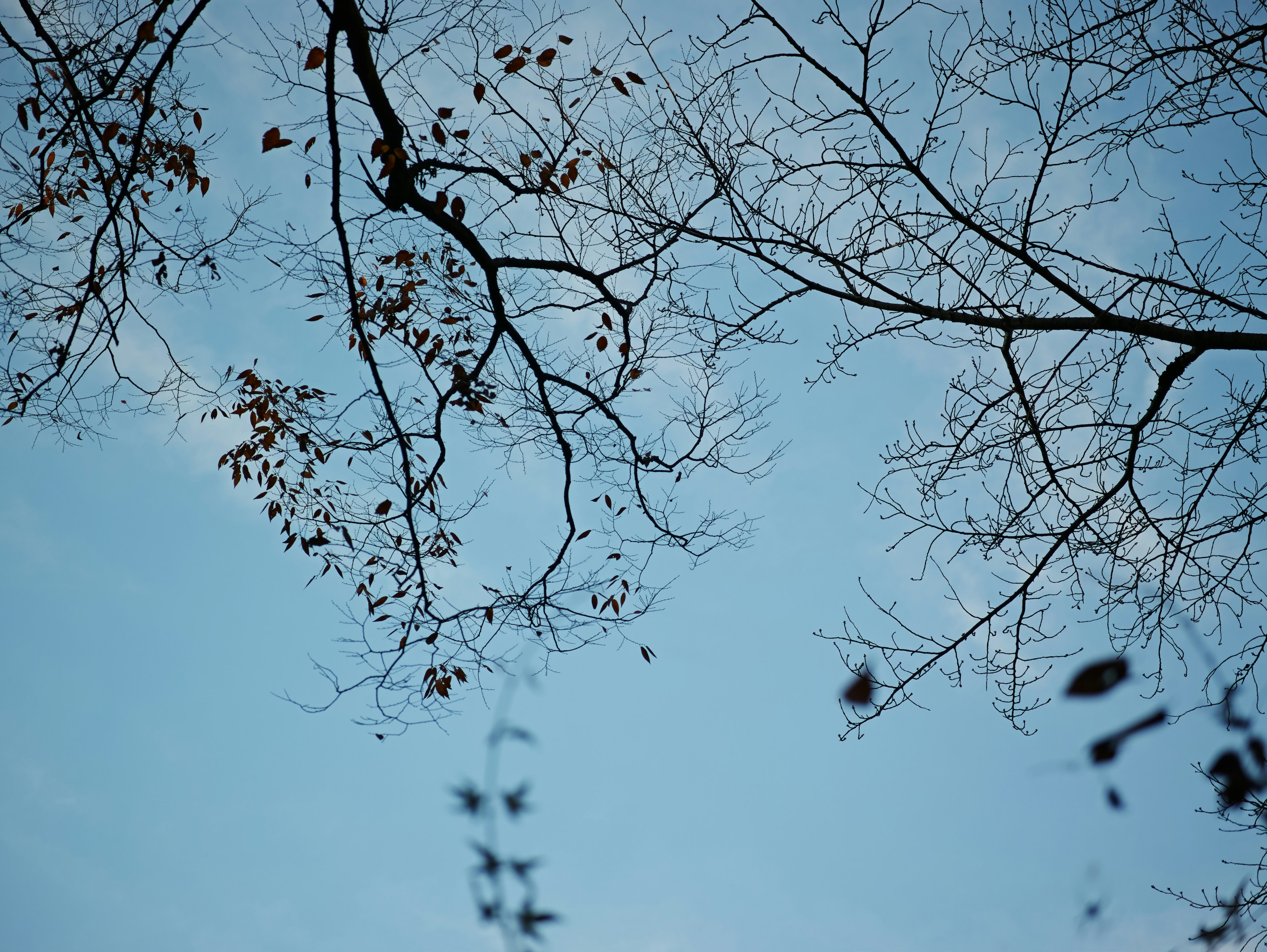 Silhouettes of thin branches and leaves against a blue sky