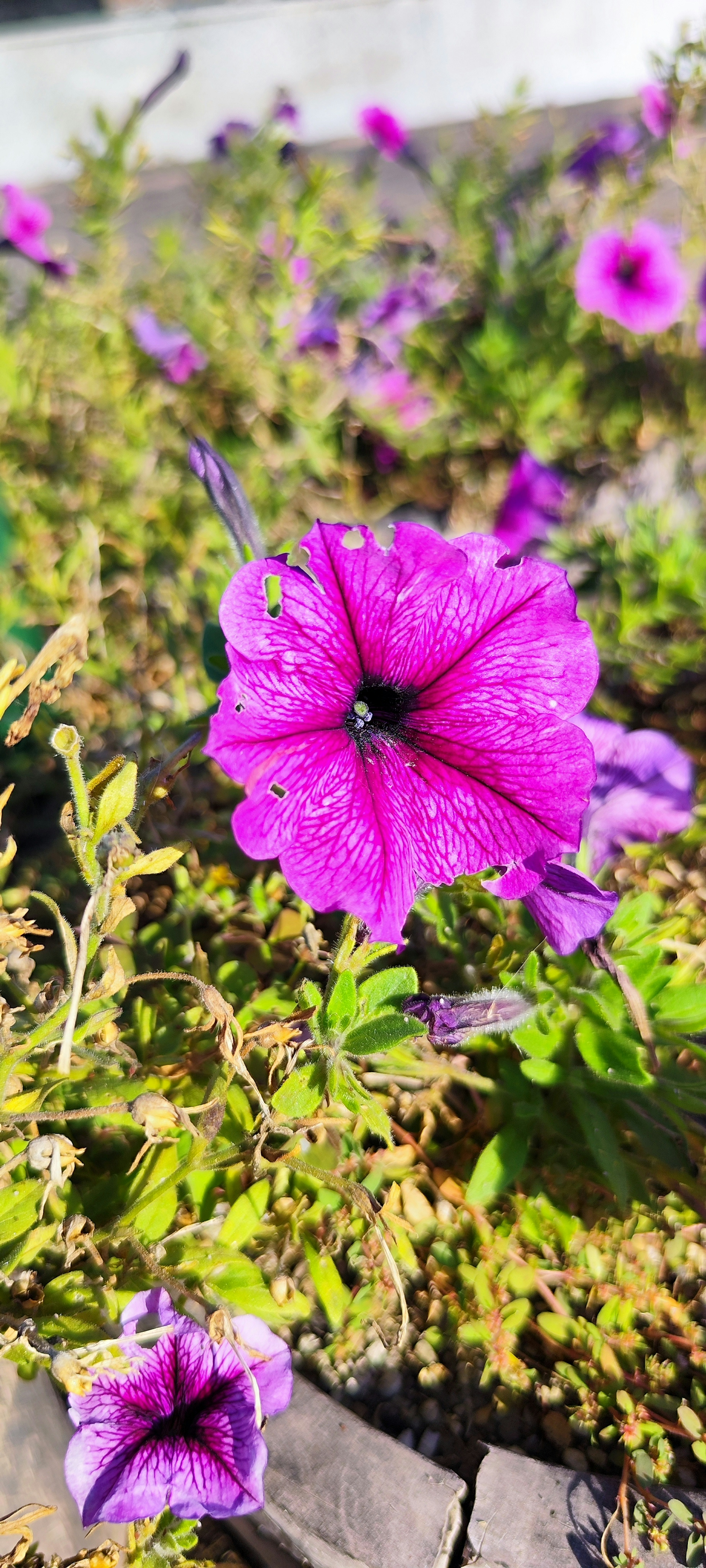 Lebendige lila Petunienblüten, die in einem Garten blühen