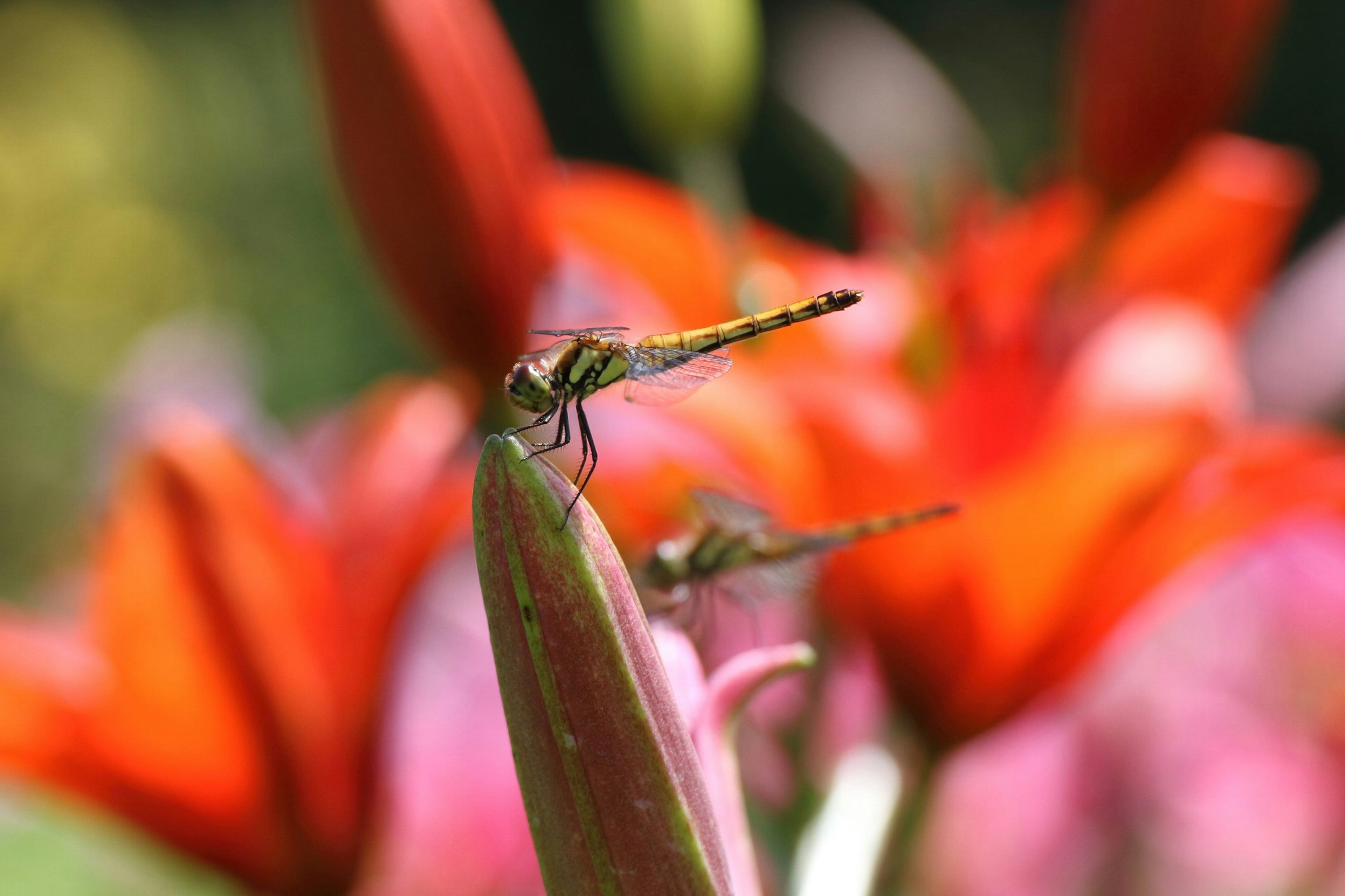 Nahaufnahme einer Libelle, die auf einer grünen Knospe sitzt, mit lebhaften roten Blumen im Hintergrund