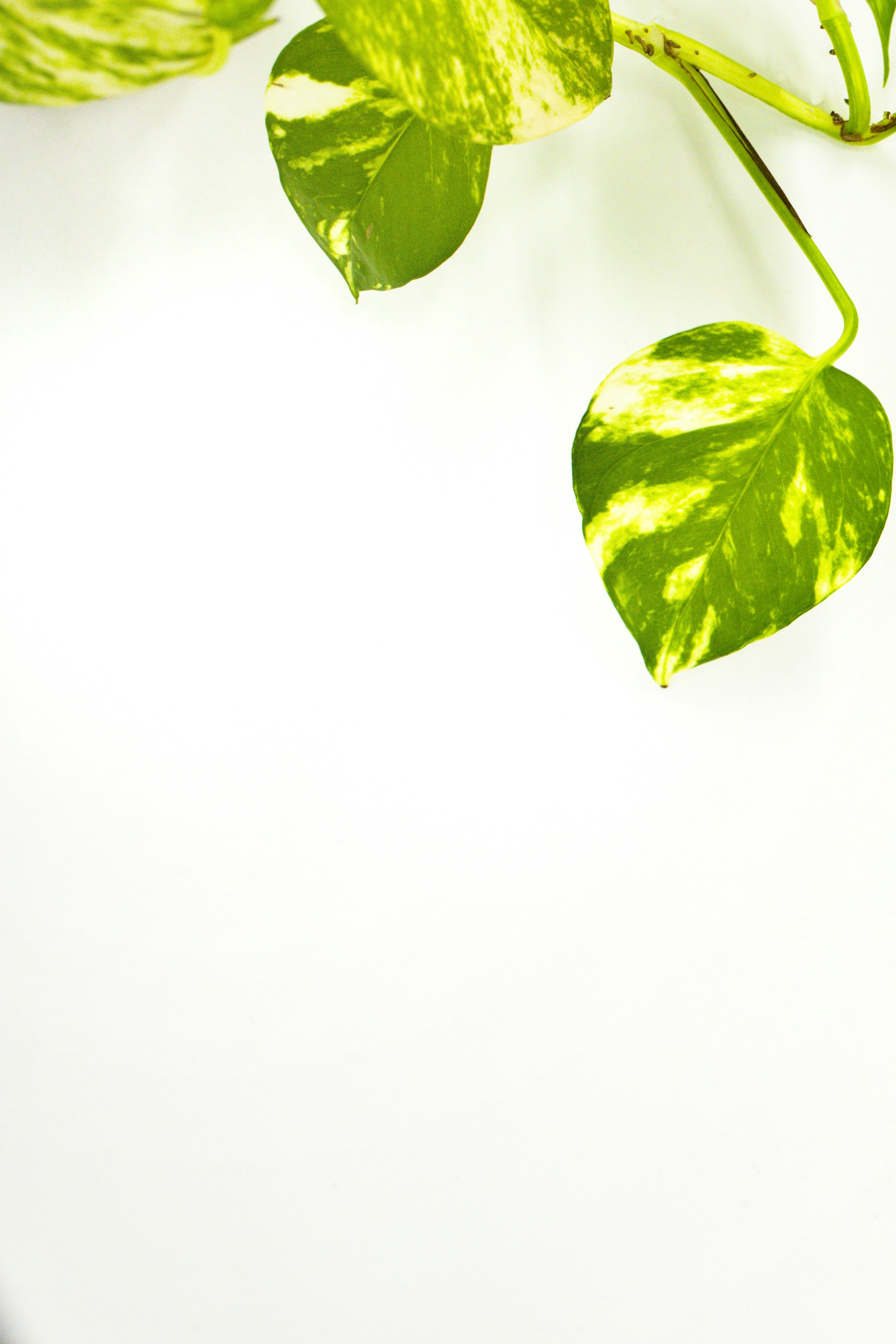 Primer plano de hojas verdes variegadas sobre fondo blanco