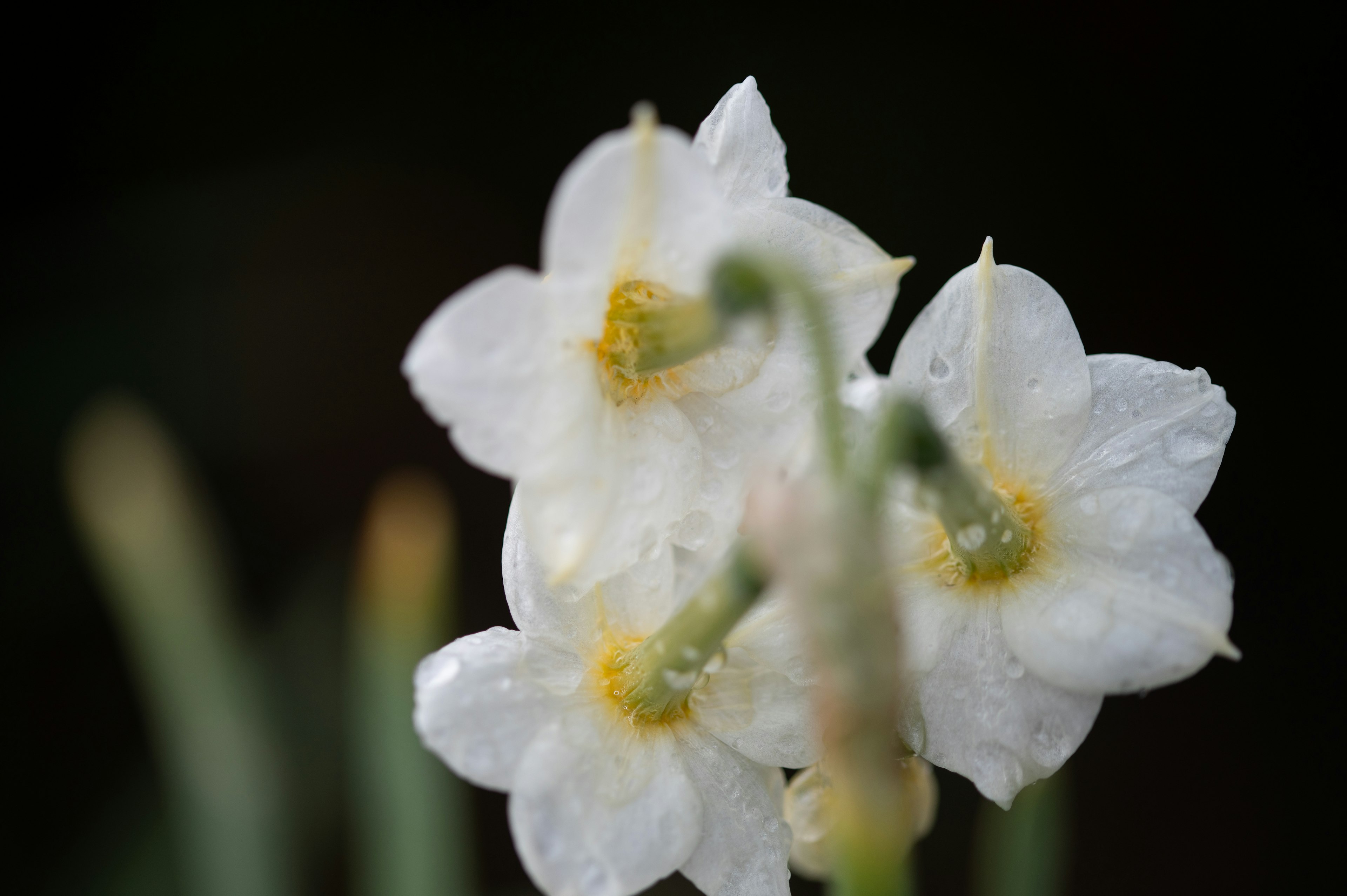 Imagen en primer plano de flores blancas en flor