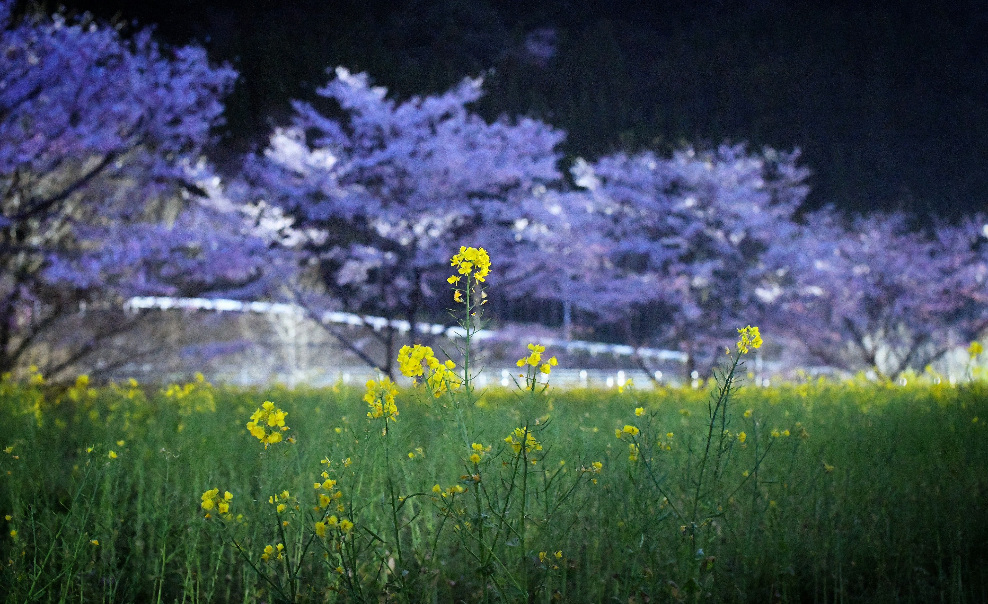 보라색 꽃이 핀 나무와 노란 꽃이 만발한 들판 풍경