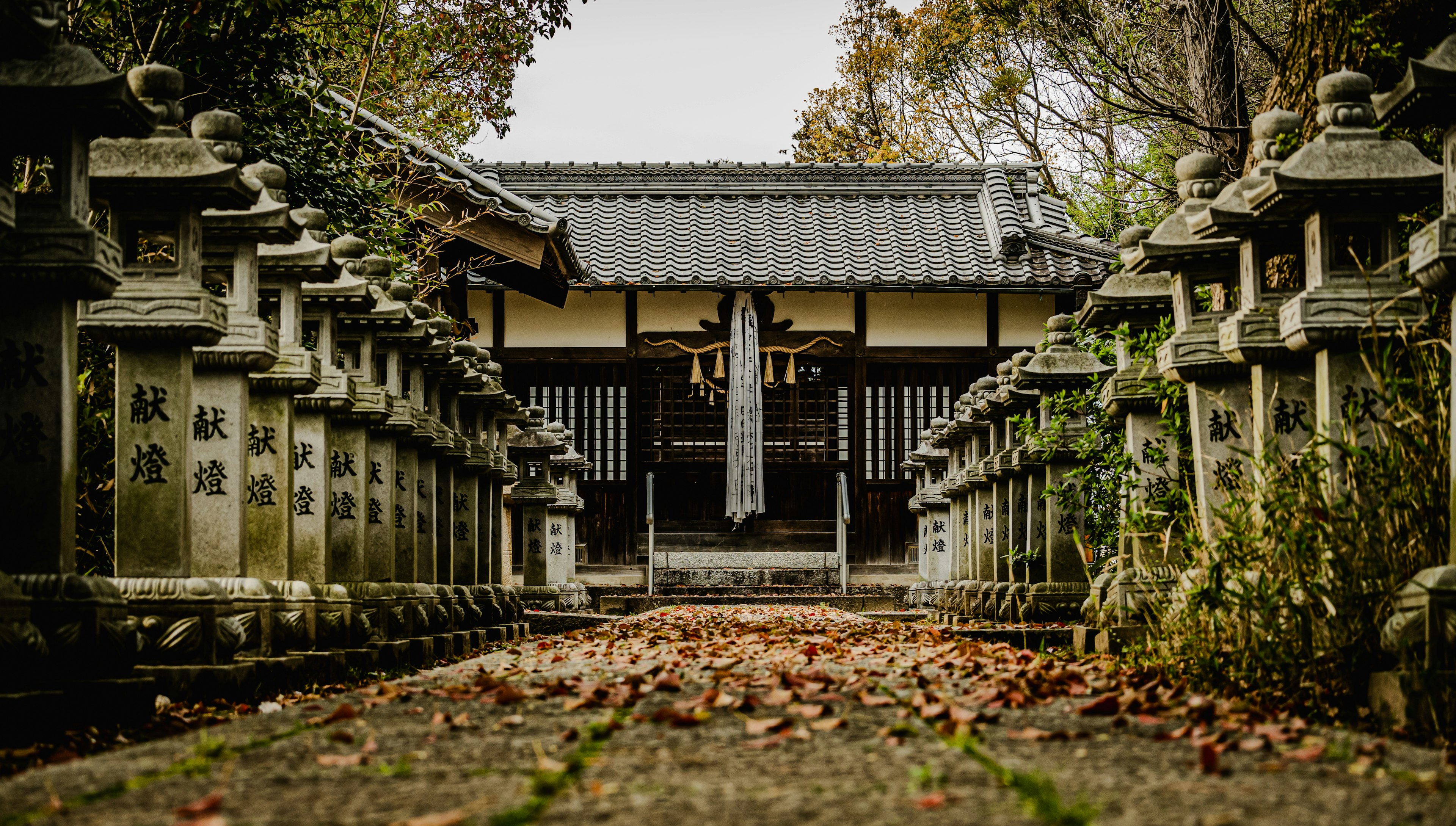 Pathway lined with stone lanterns leading to a serene shrine