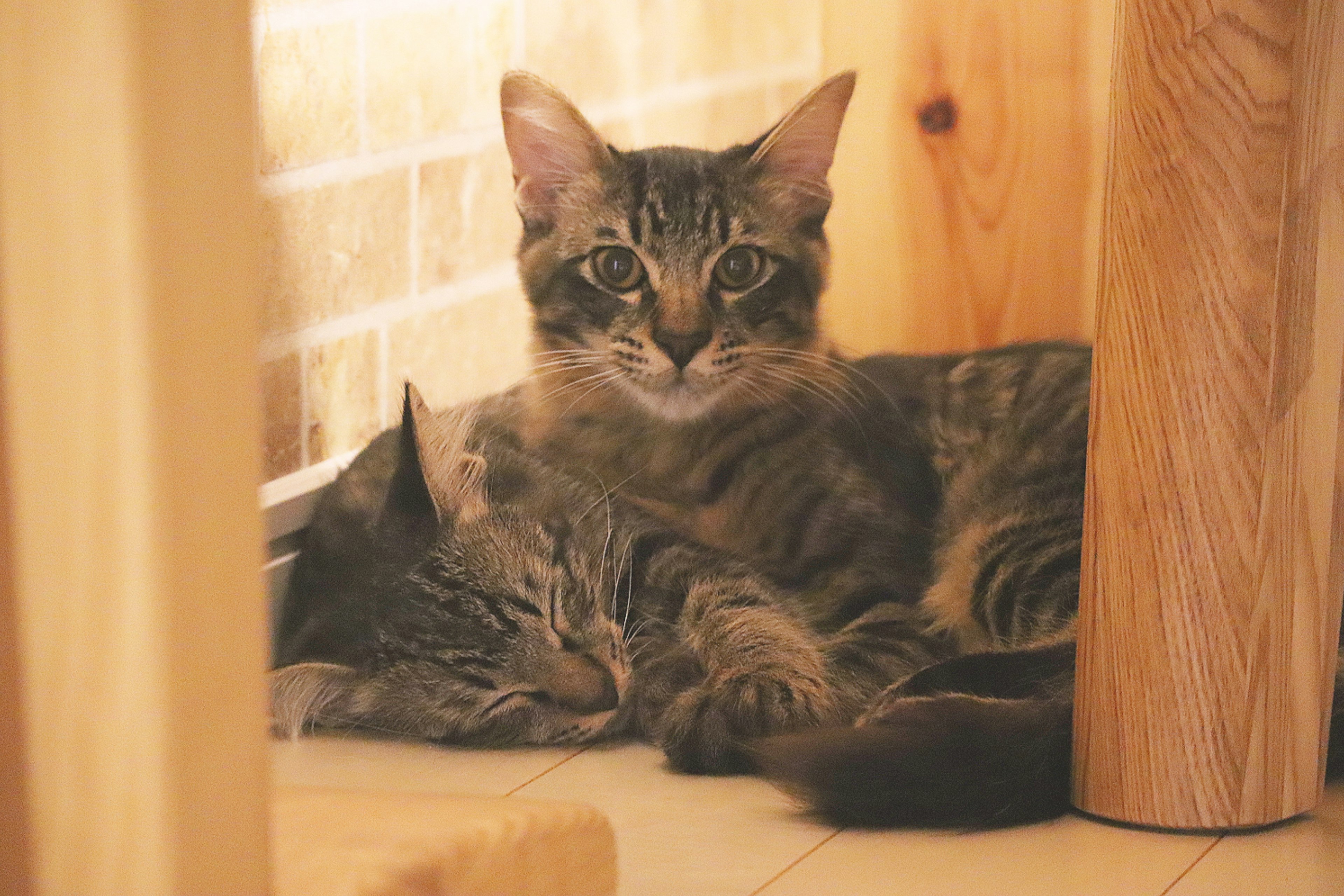 Two cats cuddling near a wooden pillar