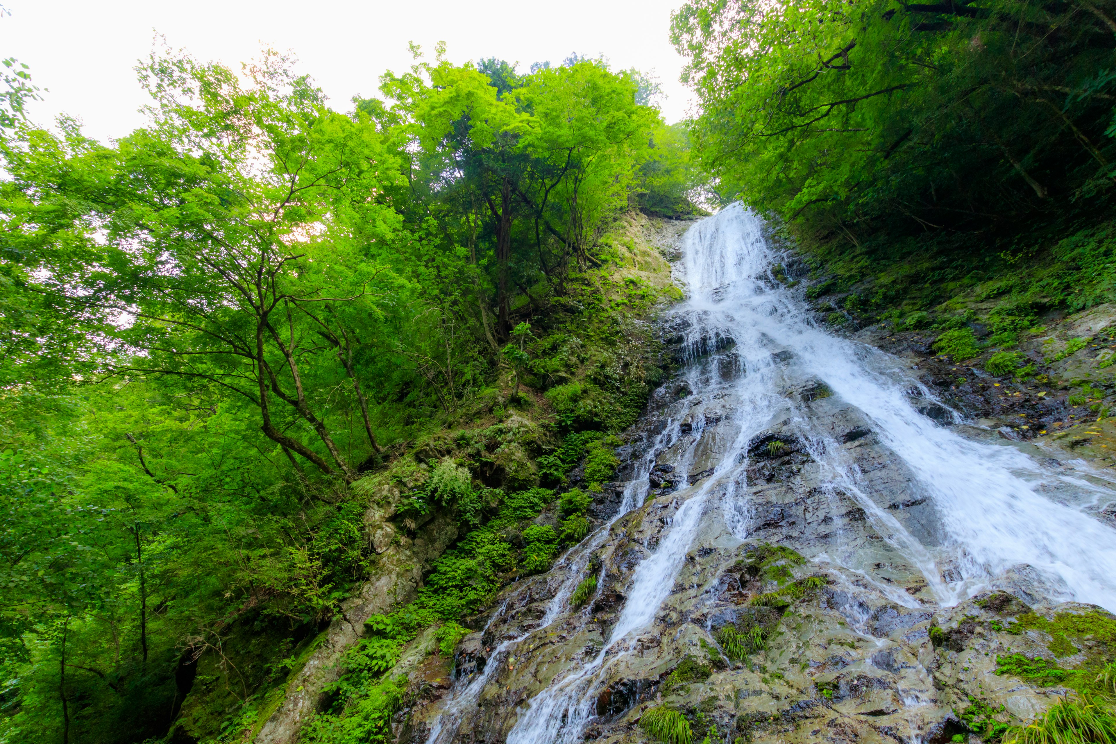 Belle cascade tombant à travers une forêt verte luxuriante