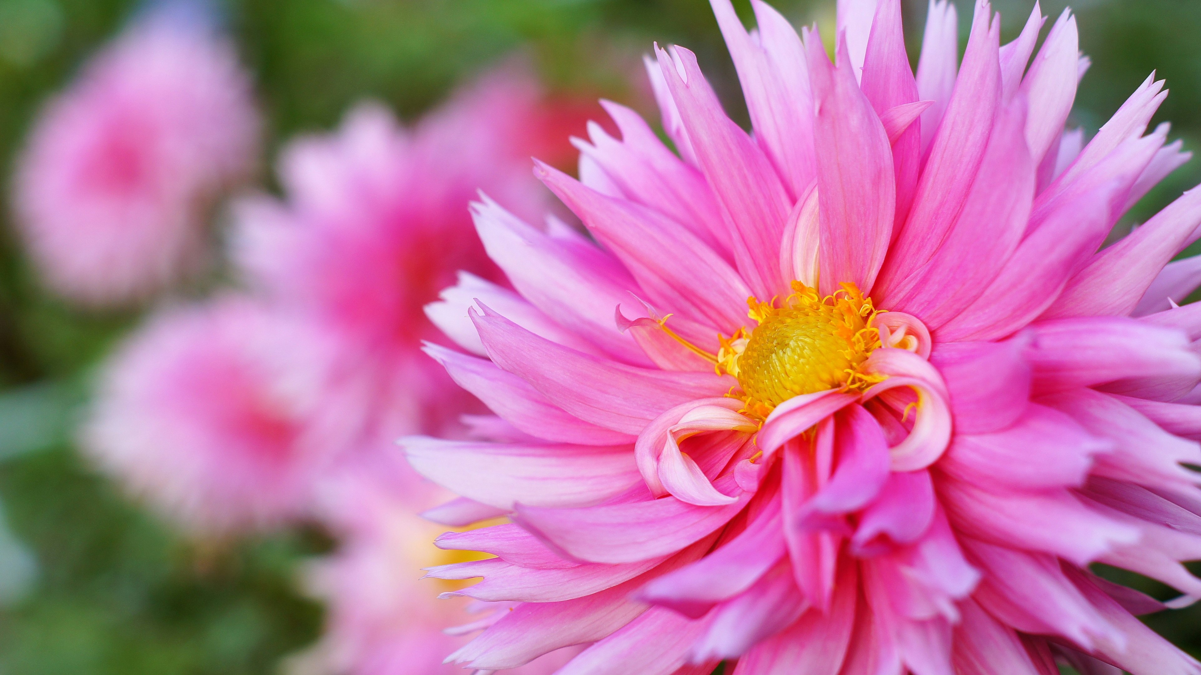 Foto close-up dari bunga pink cerah dengan pusat kuning