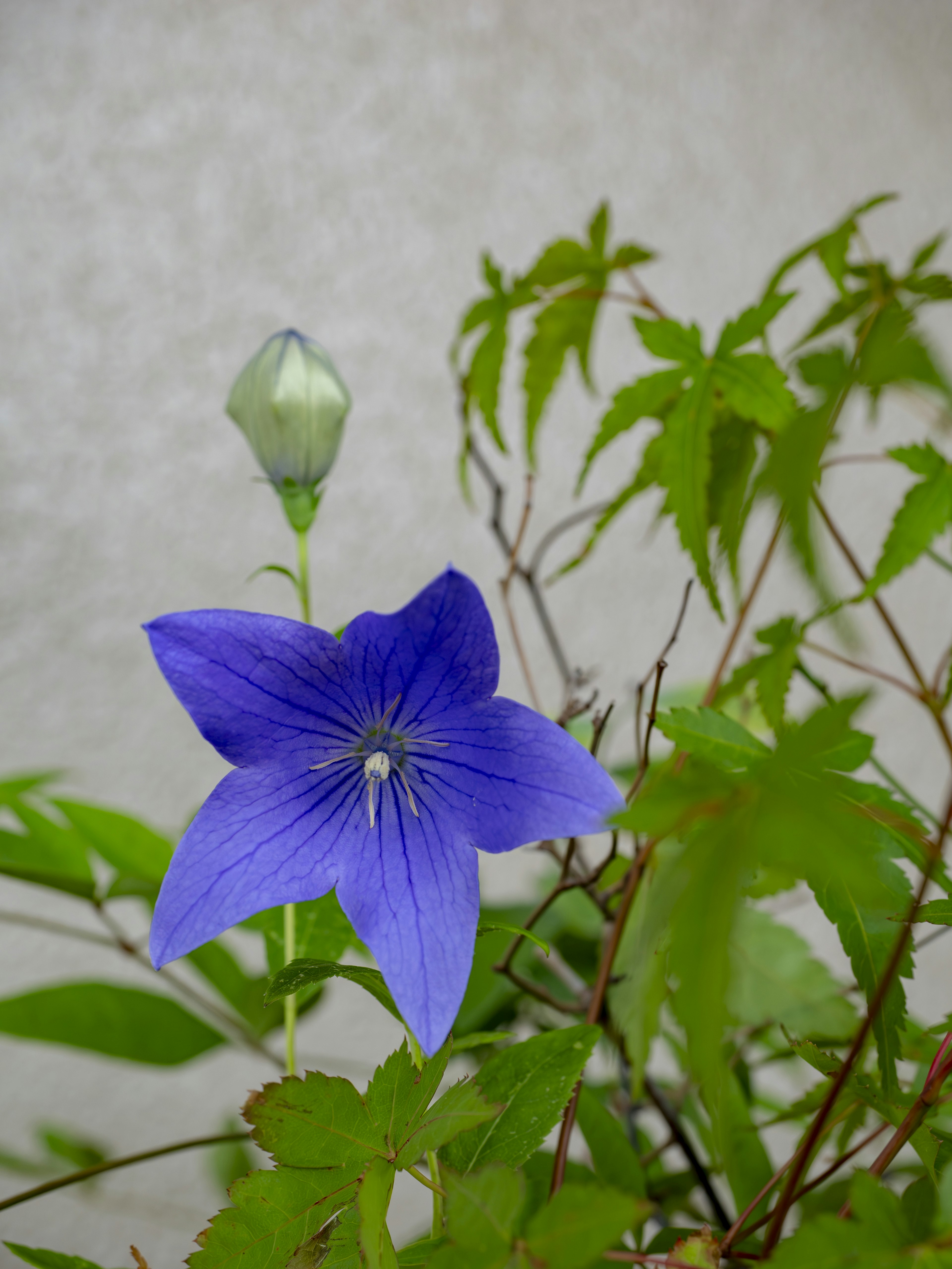 Fleur bleue avec des feuilles vertes et un bouton à proximité