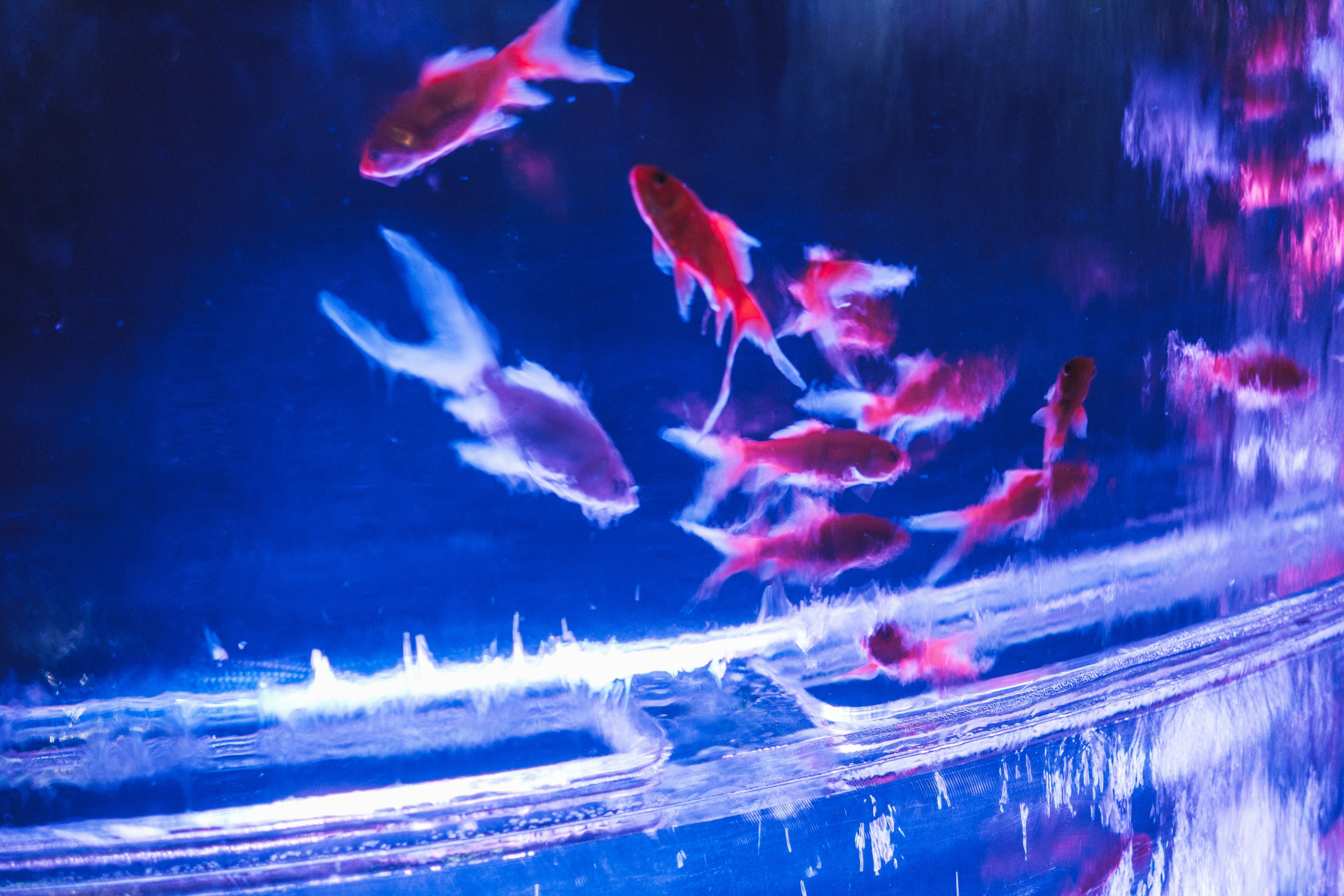 Colorful goldfish swimming in a blue aquarium