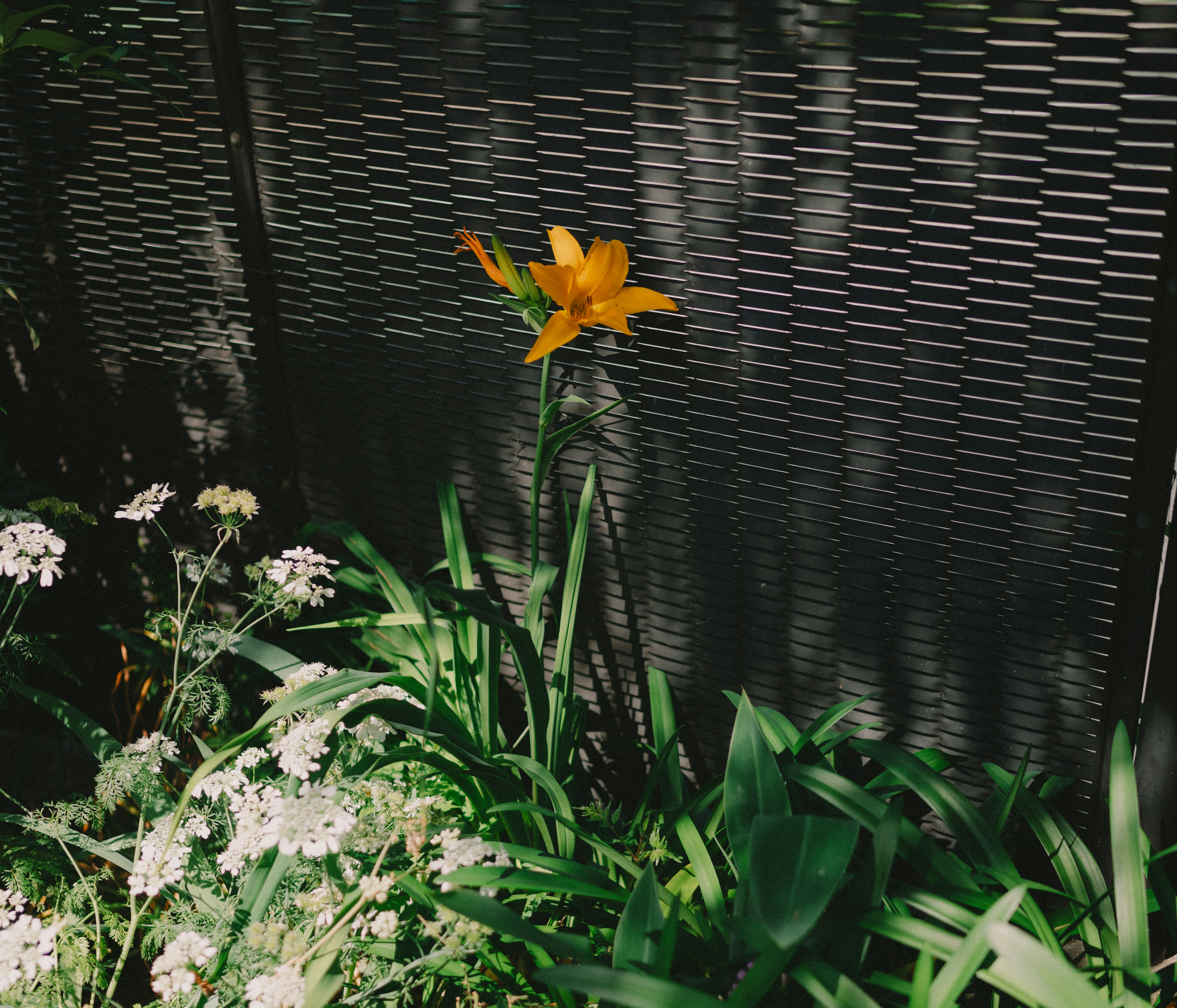 黄色い花と白い花の周りに緑の葉が生い茂る庭の風景