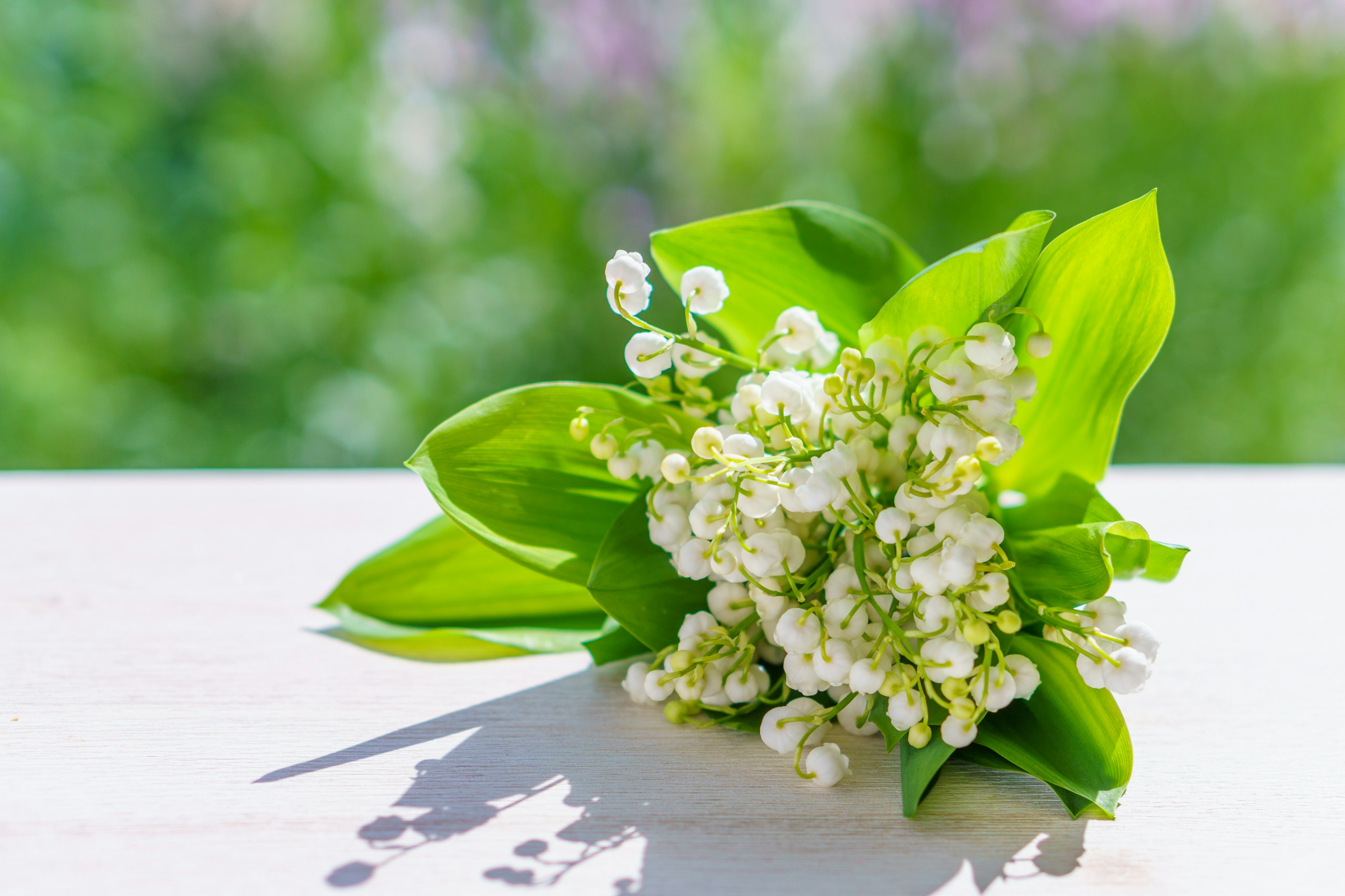 Un mazzo di fiori di mughetto bianchi con foglie verdi su uno sfondo verde sfocato