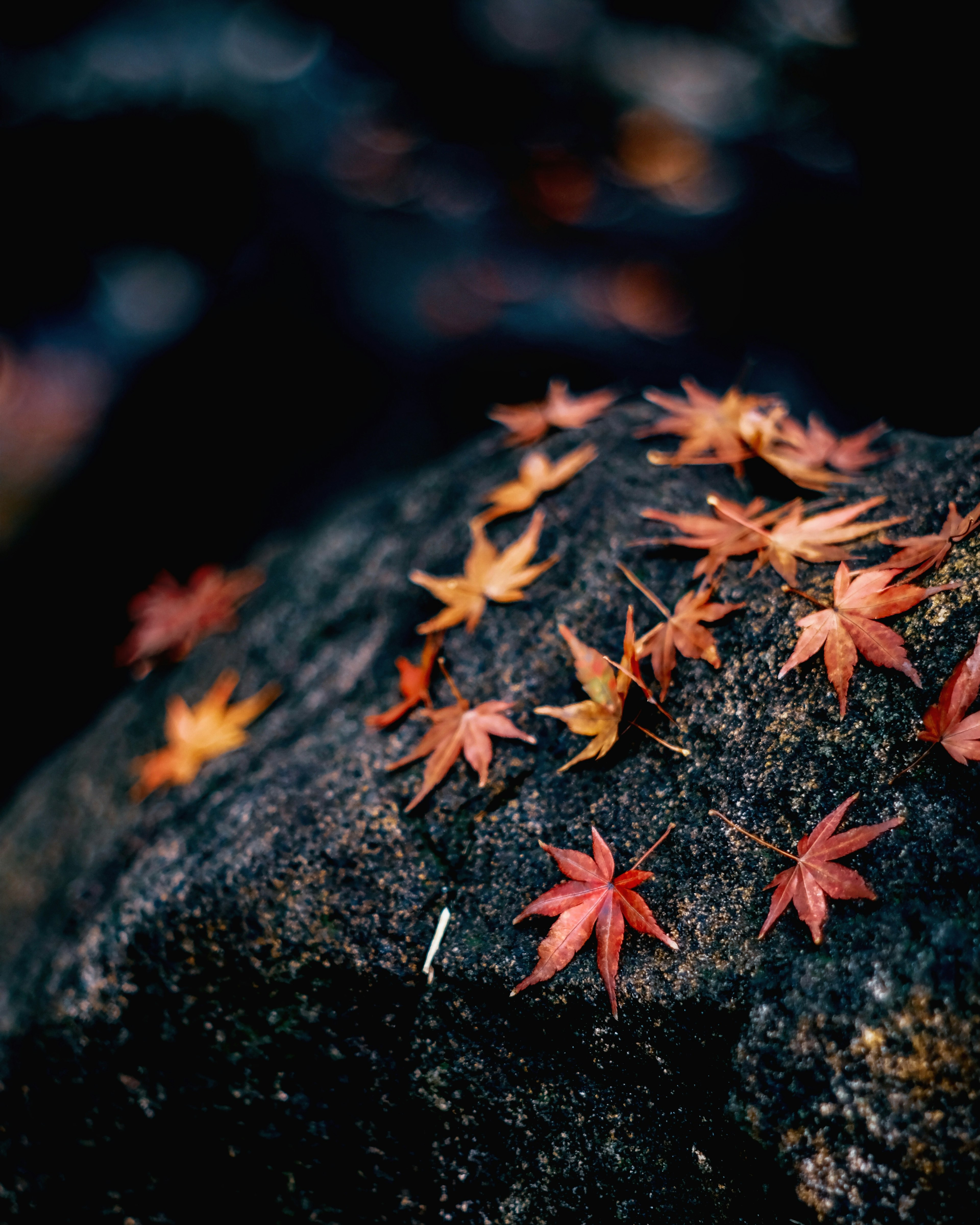 Maple leaves scattered on a rock