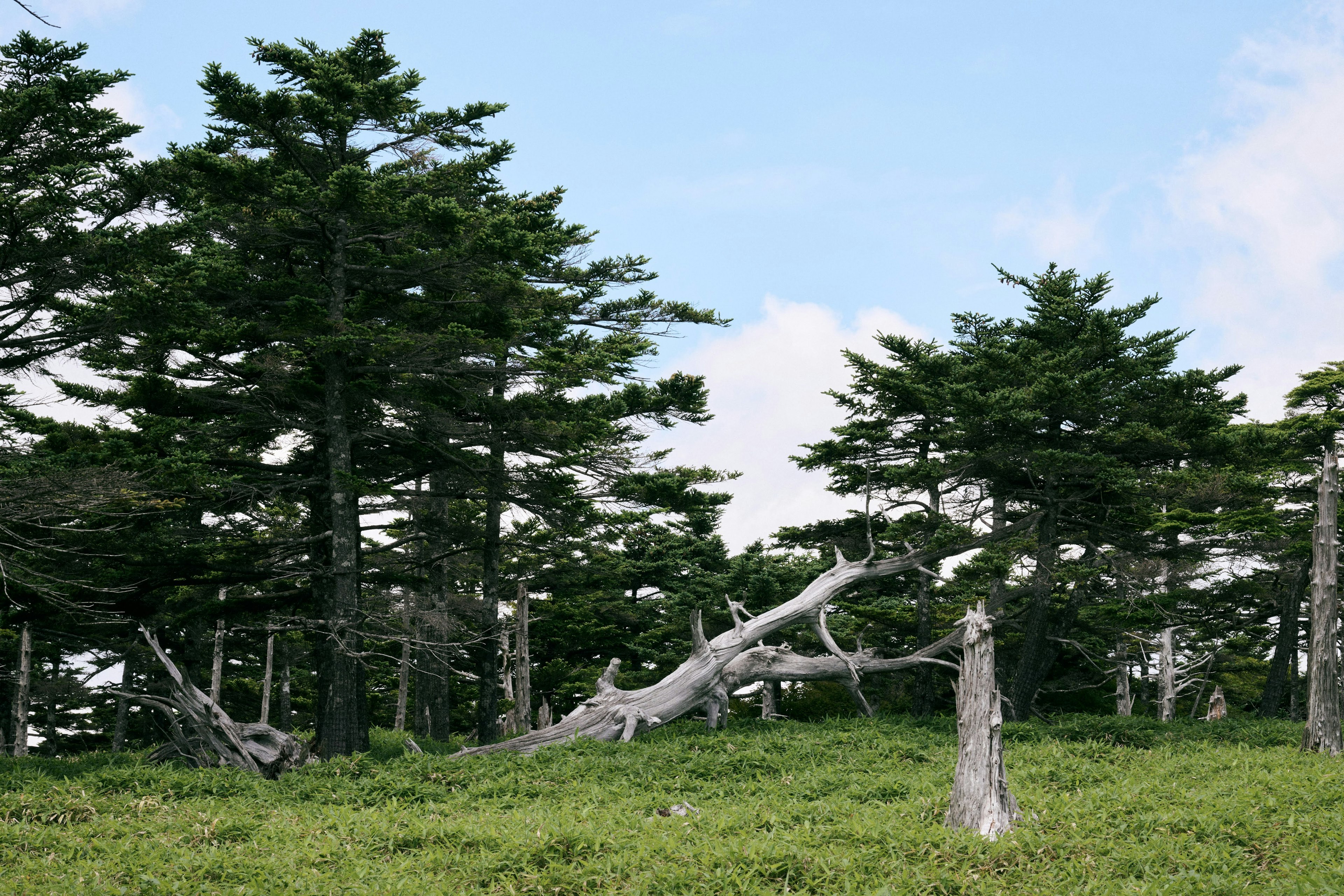 Landschaft mit grünen Bäumen und einem umgefallenen Baum unter einem blauen Himmel