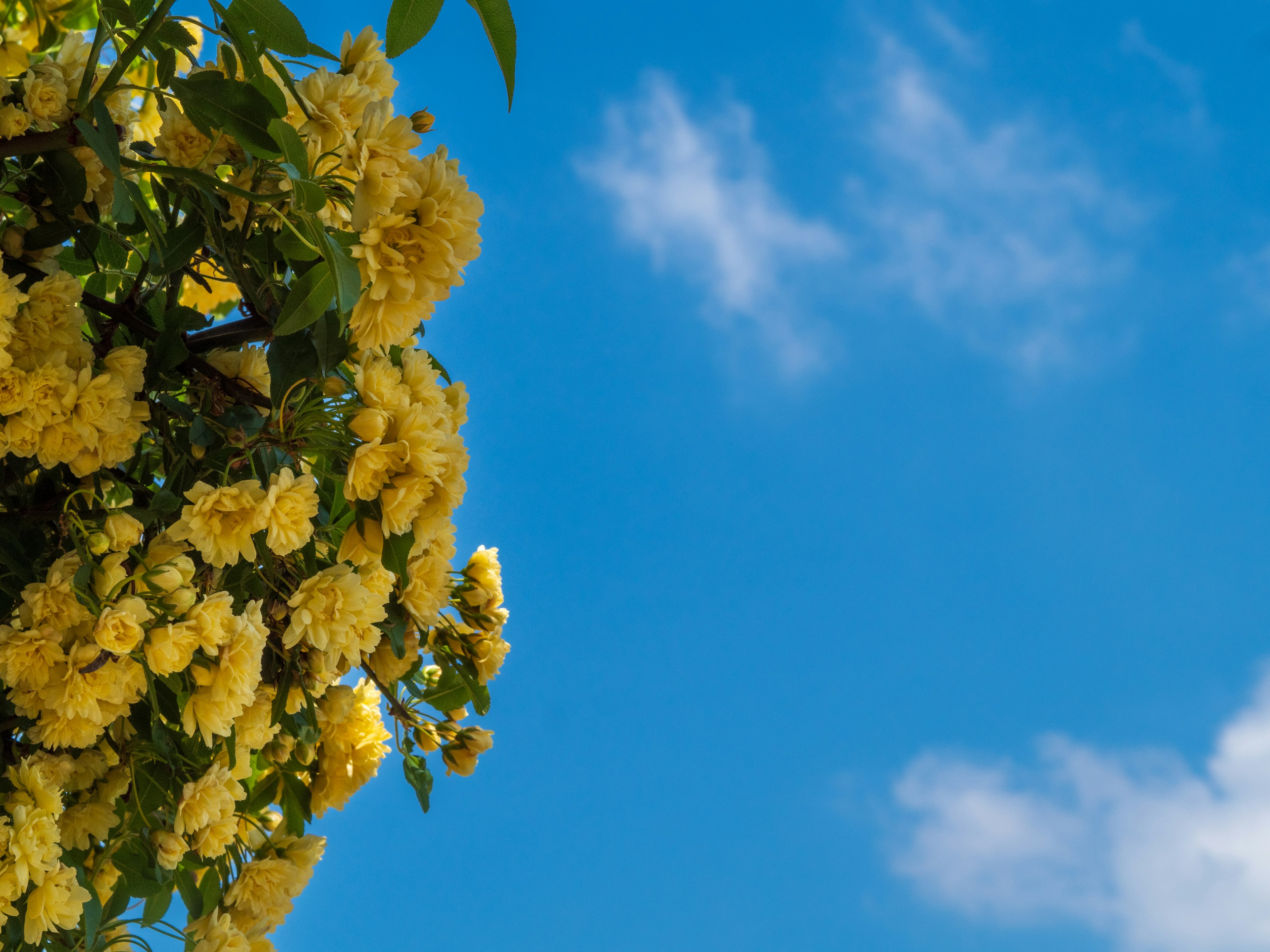 Primo piano di fiori gialli contro un cielo blu