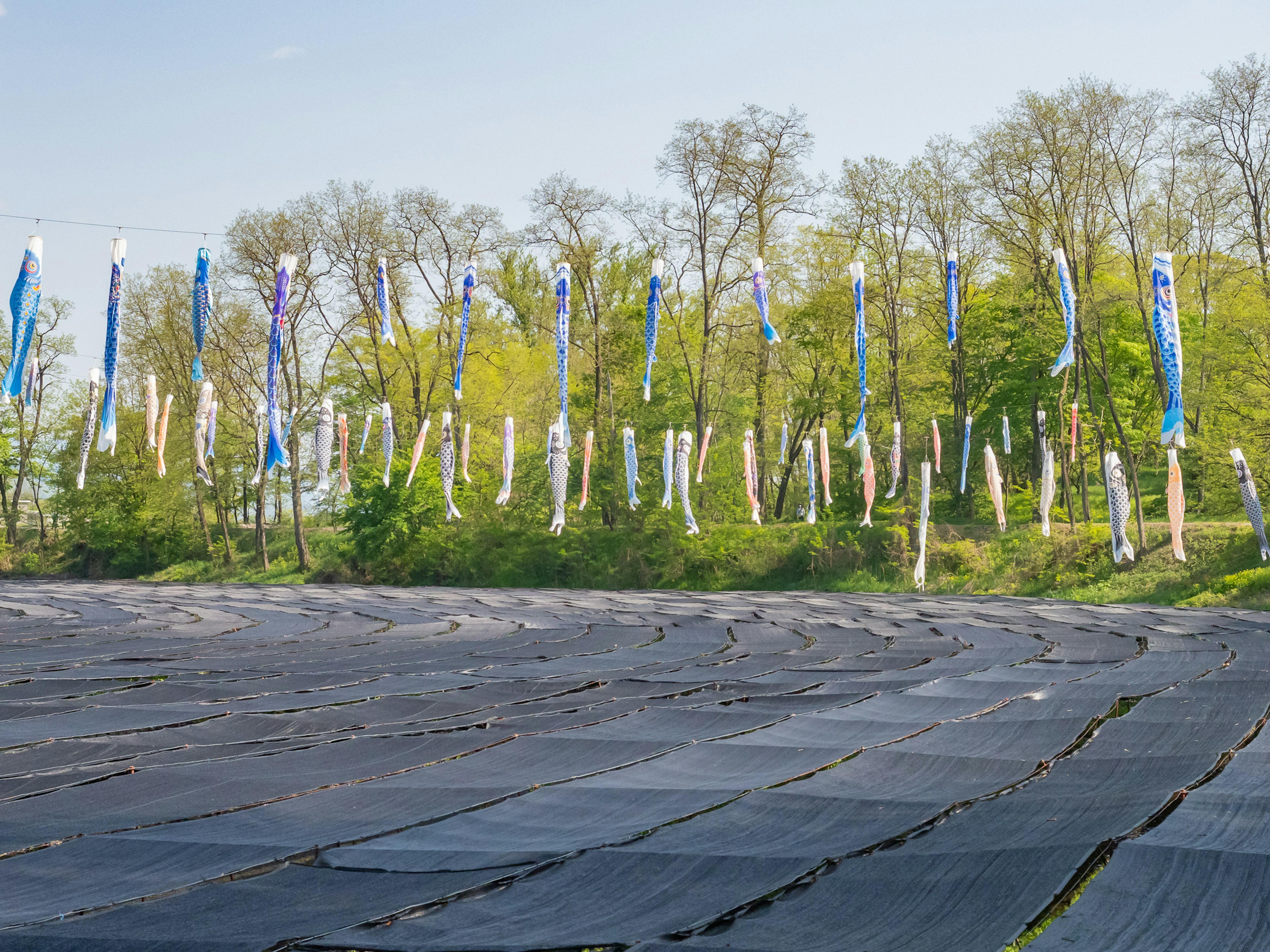 Riband blu che sventolano sullo sfondo di alberi verdi