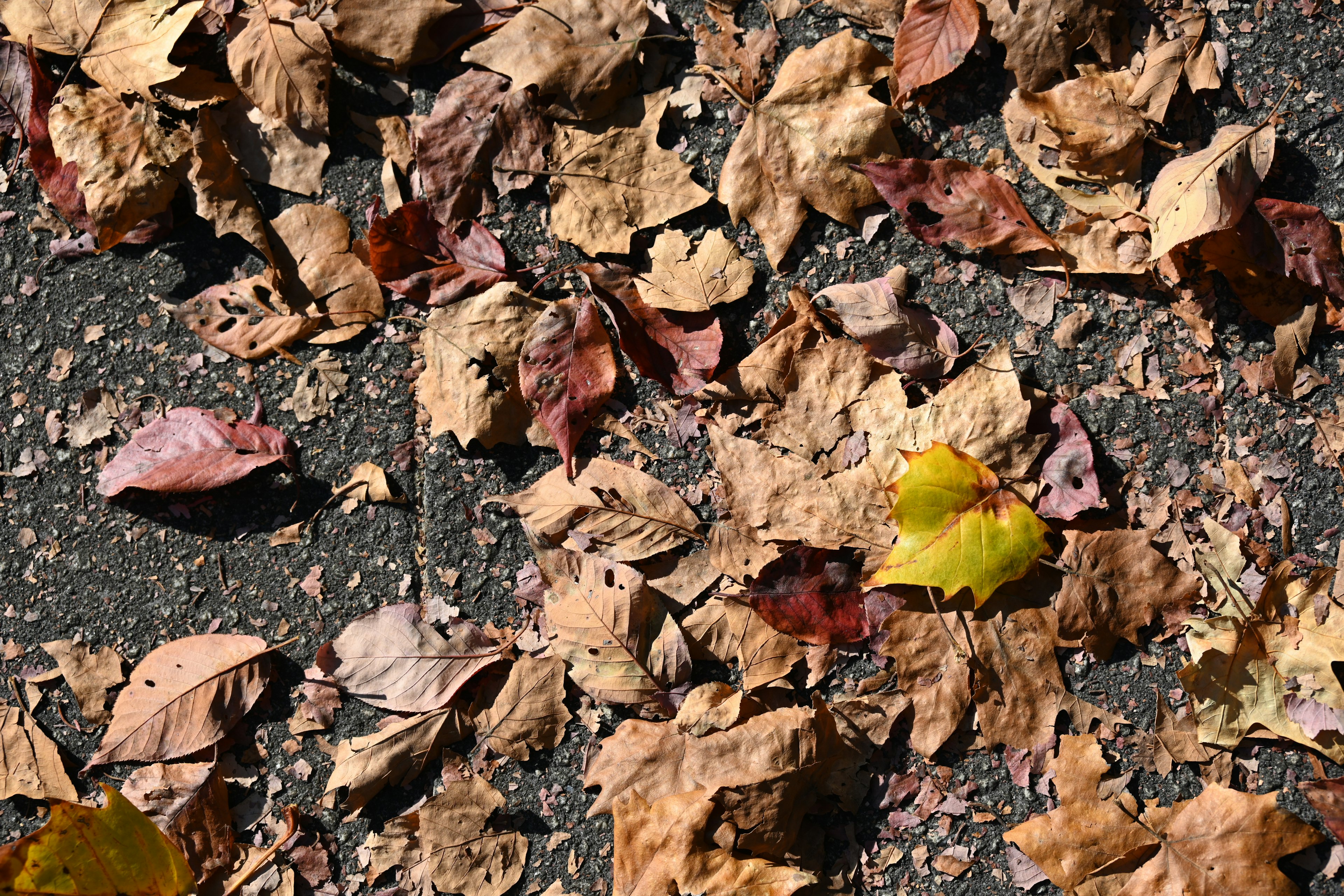 Dried leaves scattered on the ground