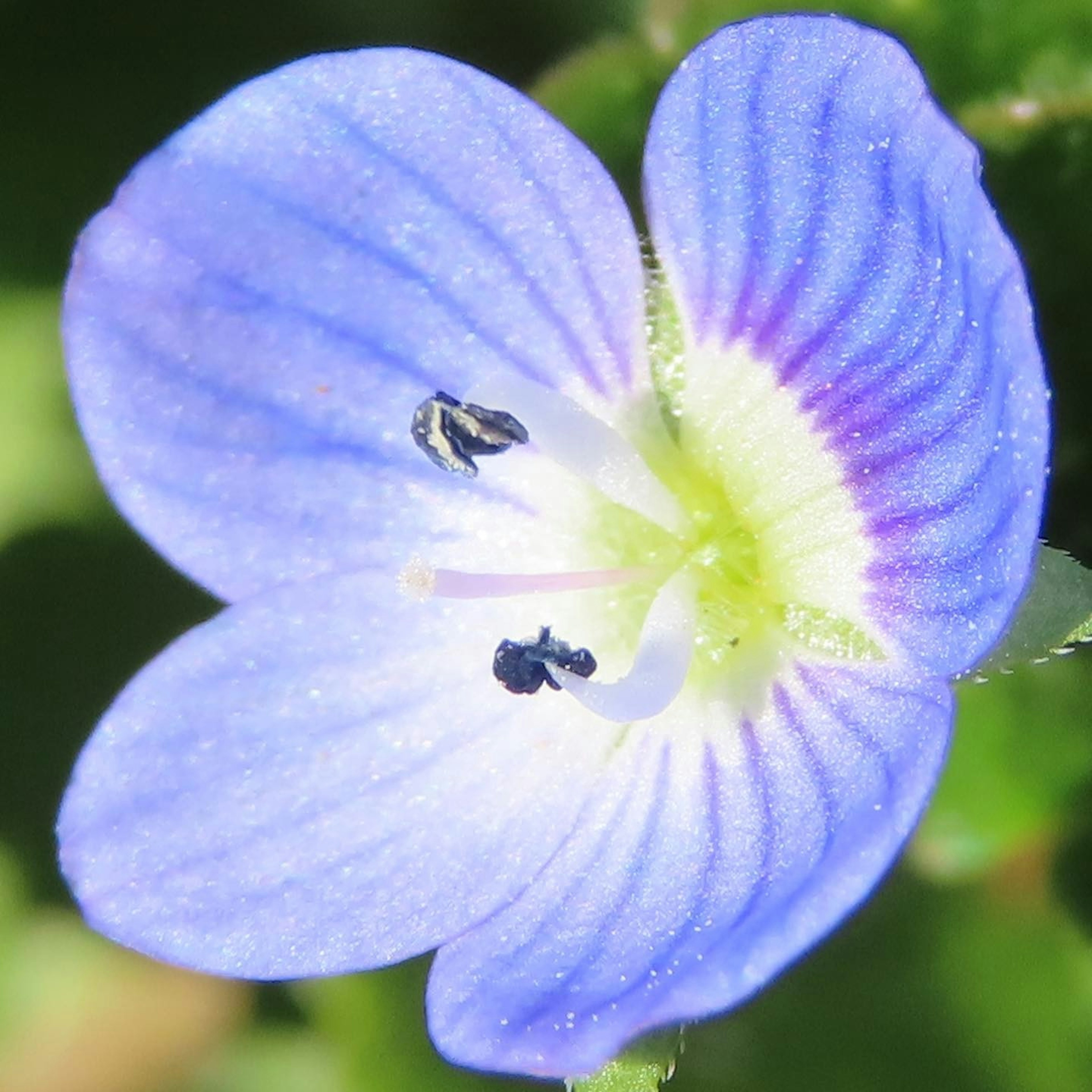 Nahaufnahme einer kleinen blau-lila Blume mit gelben und weißen Mustern in der Mitte