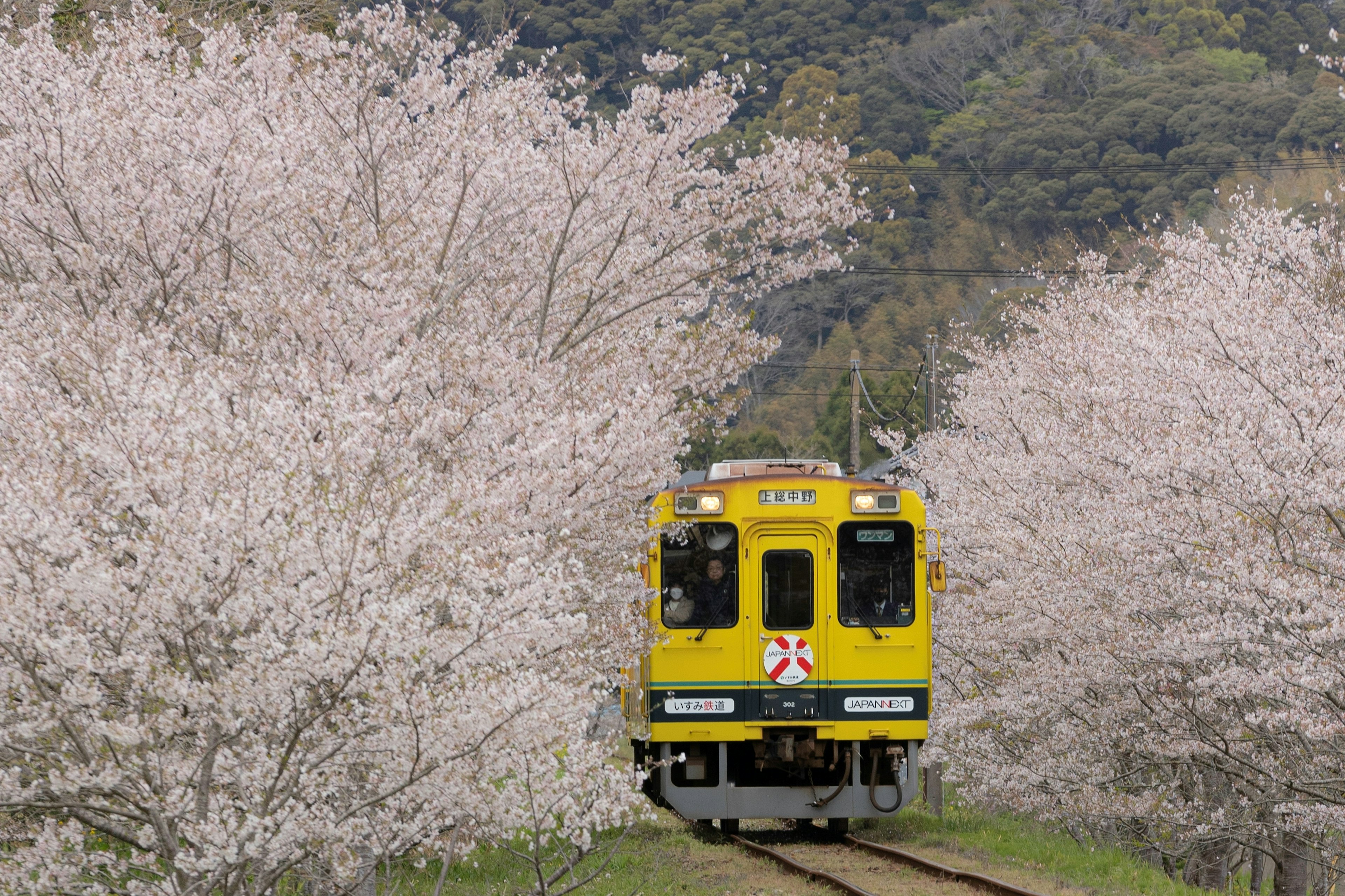 桜の木に囲まれた黄色い列車が線路を走っている風景