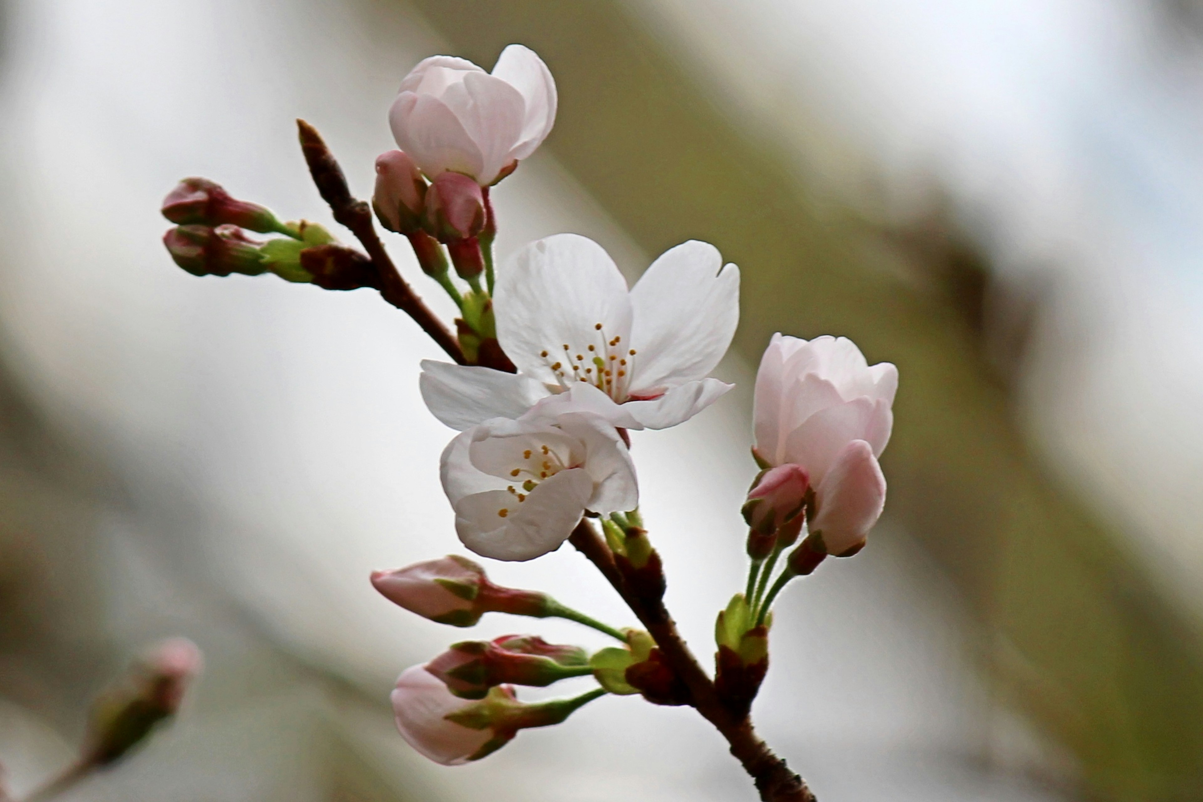 Close-up of cherry blossom flowers on a branch