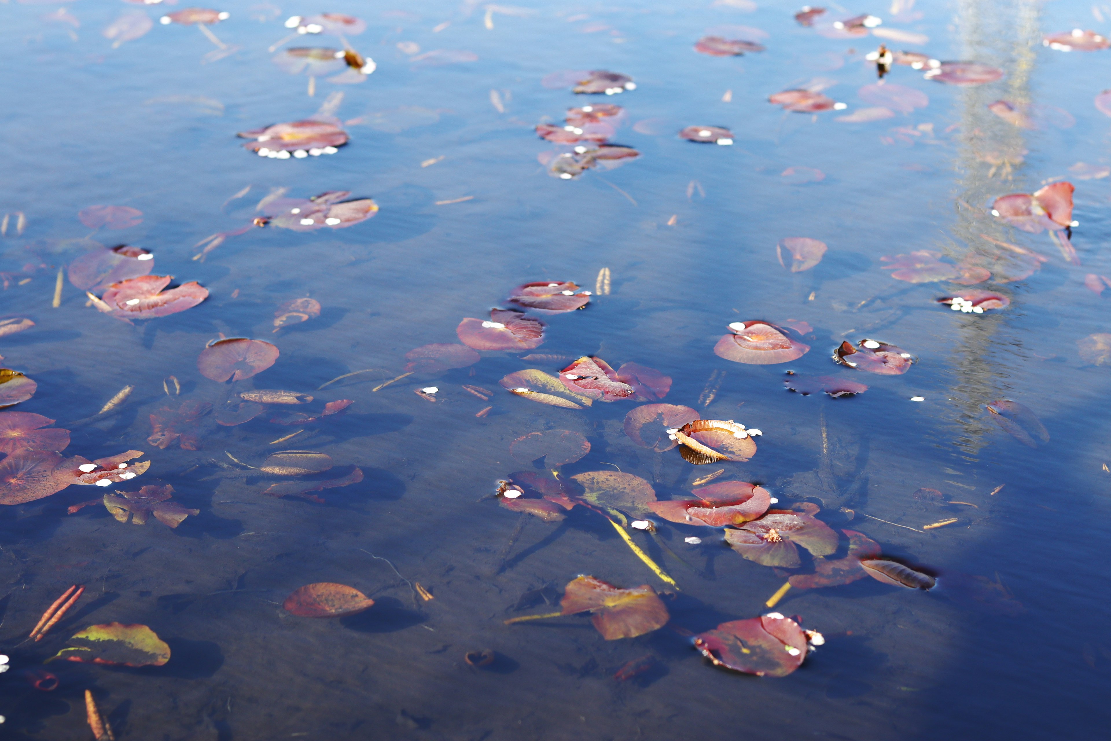 Superficie de agua tranquila con hojas coloridas flotando