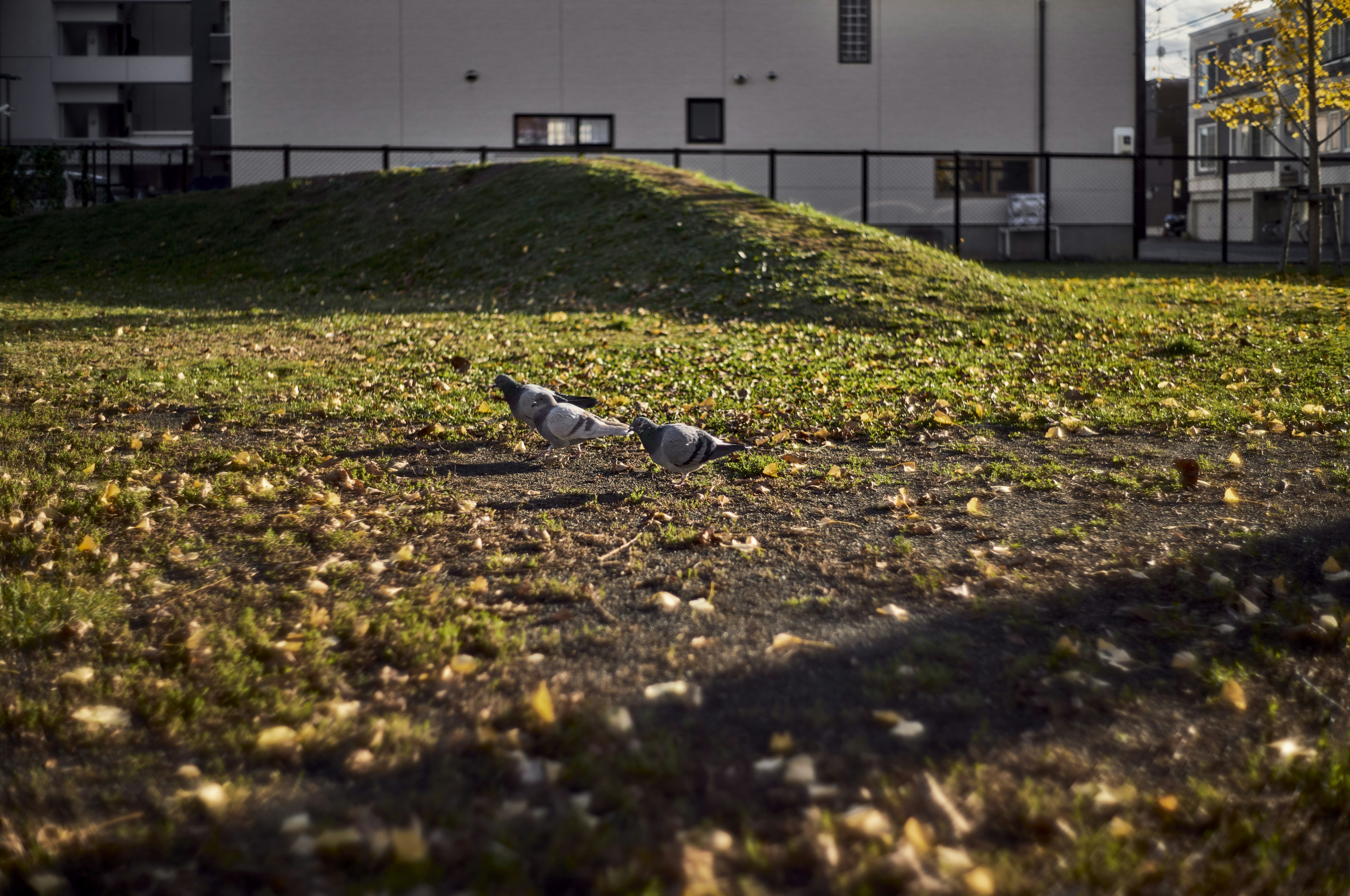 Deux pigeons sur une zone herbeuse avec des feuilles tombées dans un parc