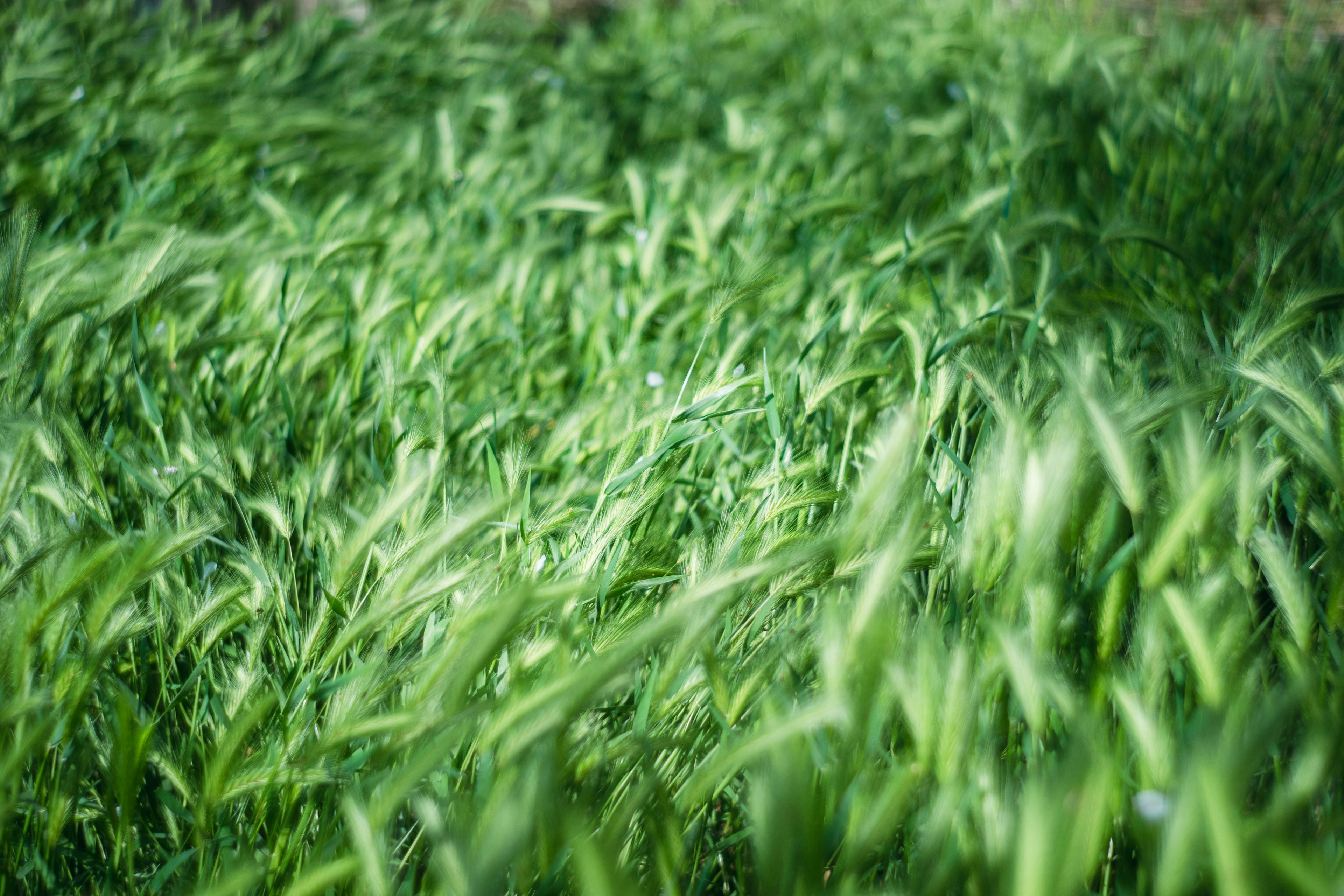 Un campo di erba verde che ondeggia nel vento