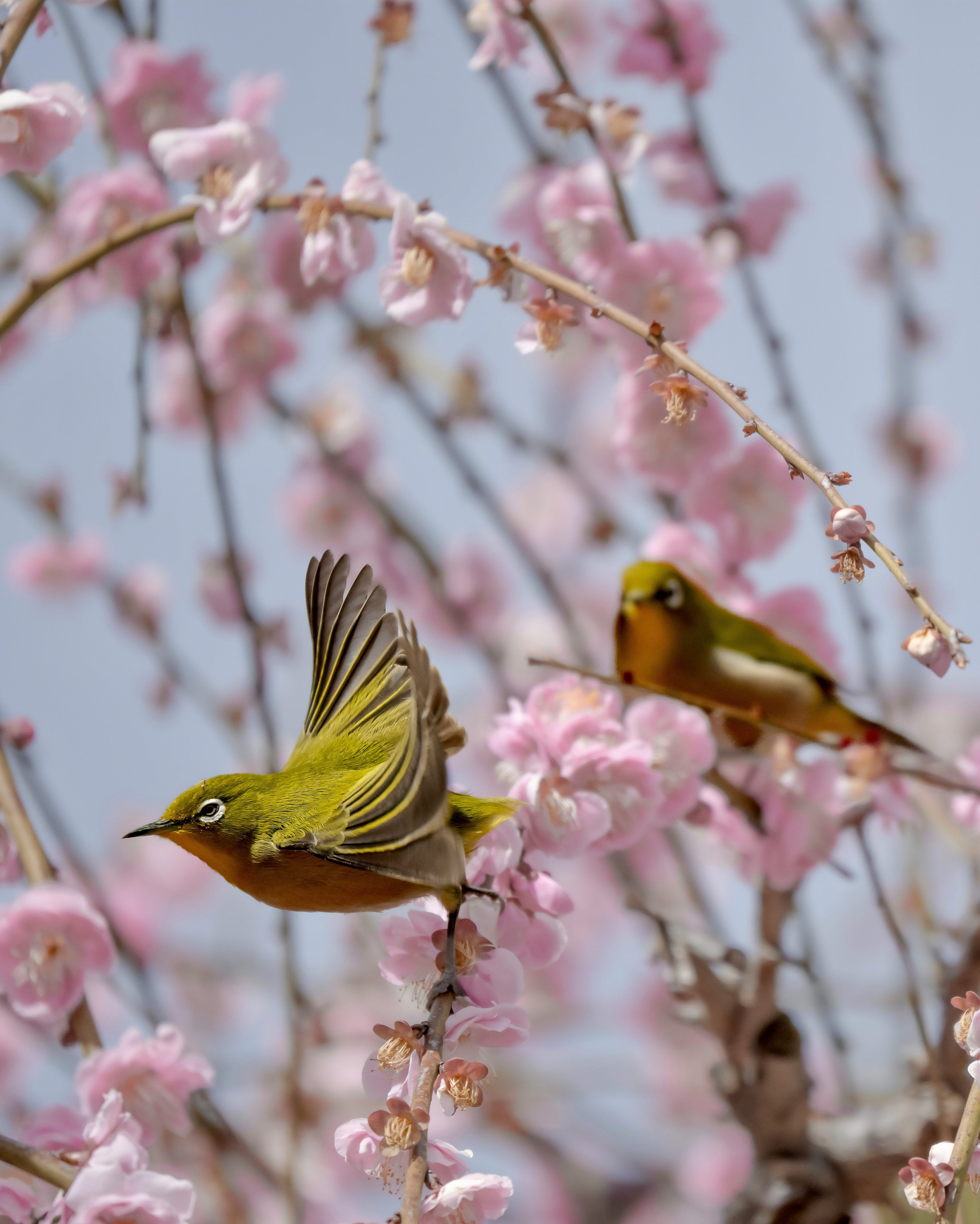 桜の花の中で飛ぶ小鳥とその後ろにいる小鳥