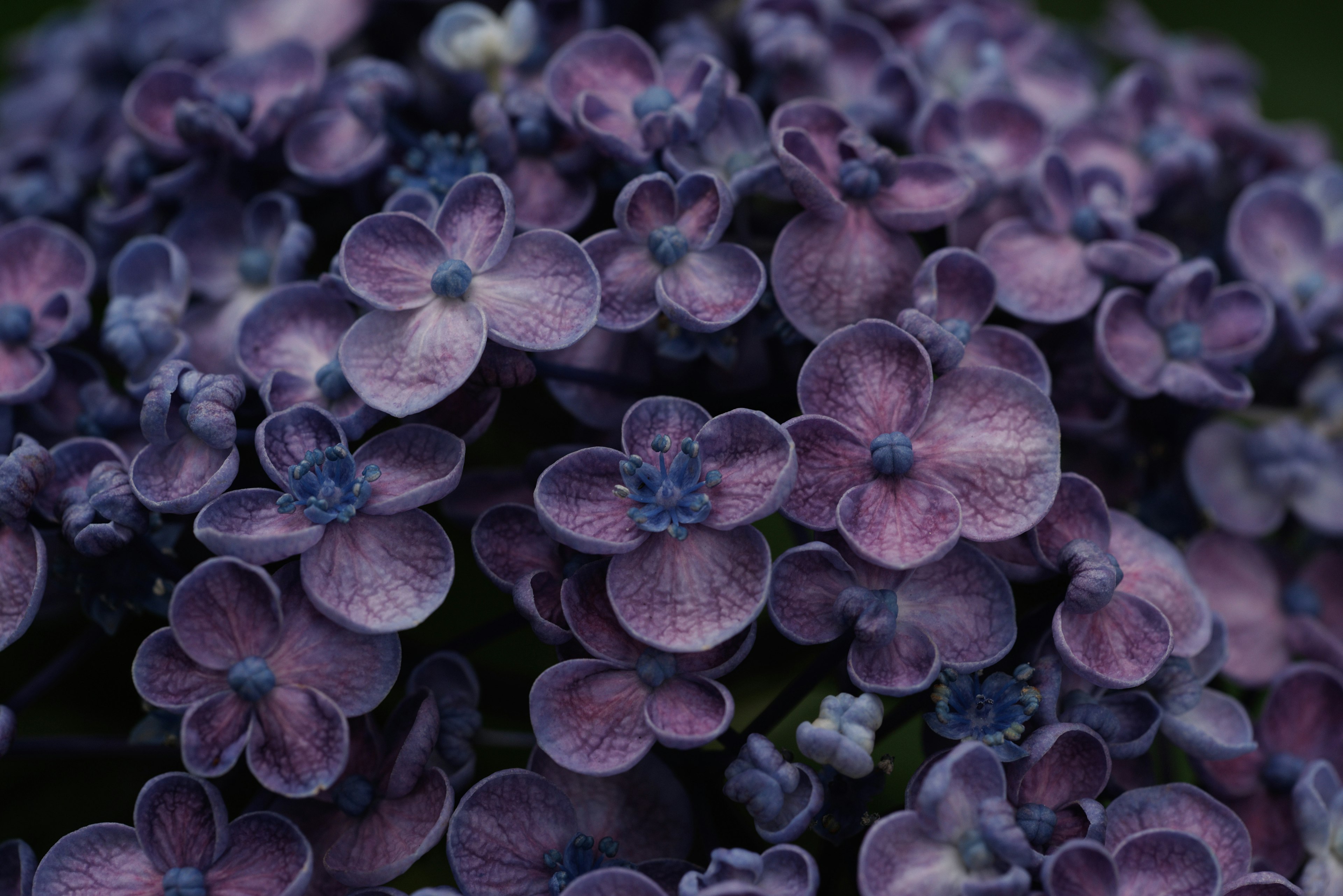 Grupo de pequeñas flores moradas en flor