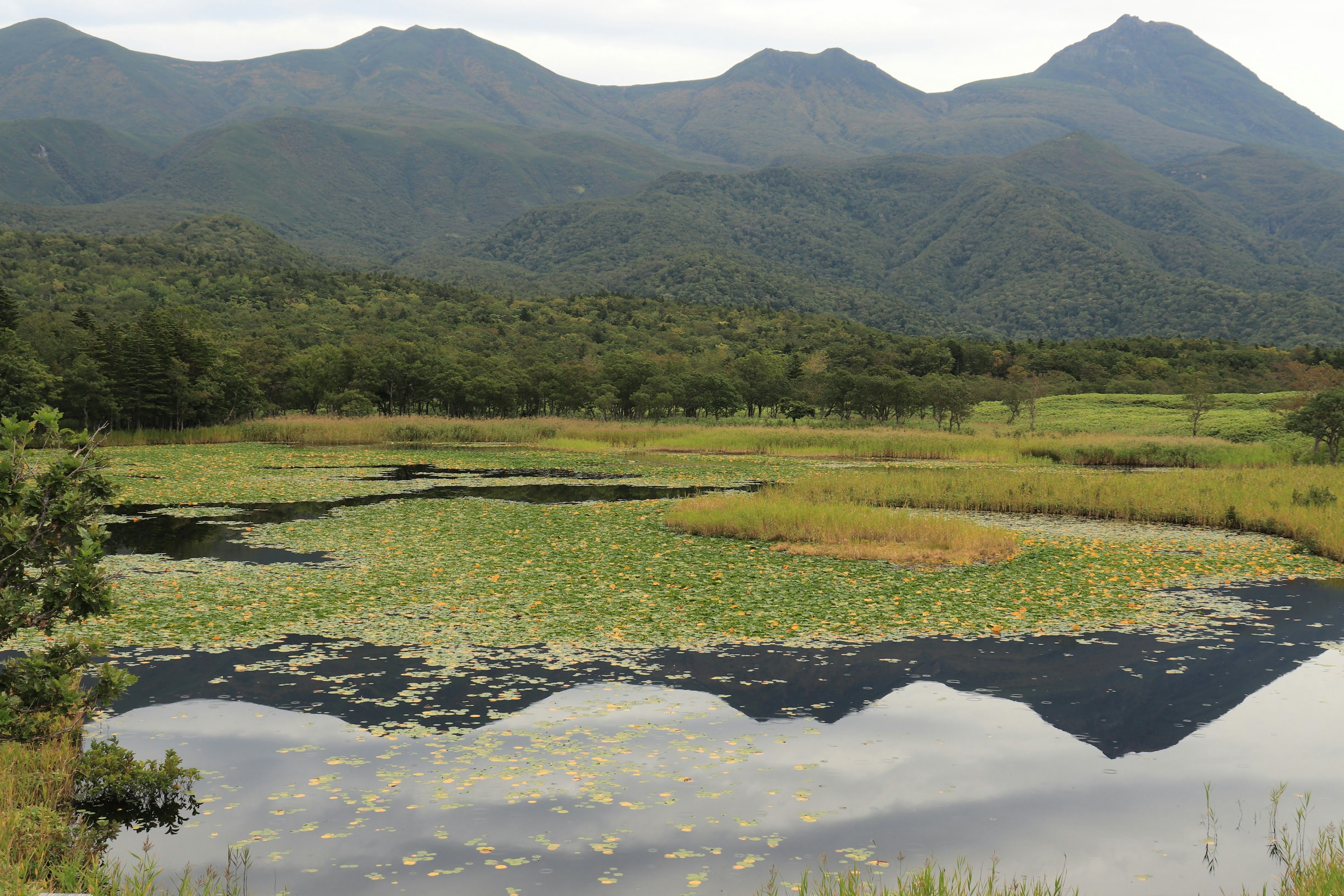 Lush wetland landscape with mountains reflecting in the water