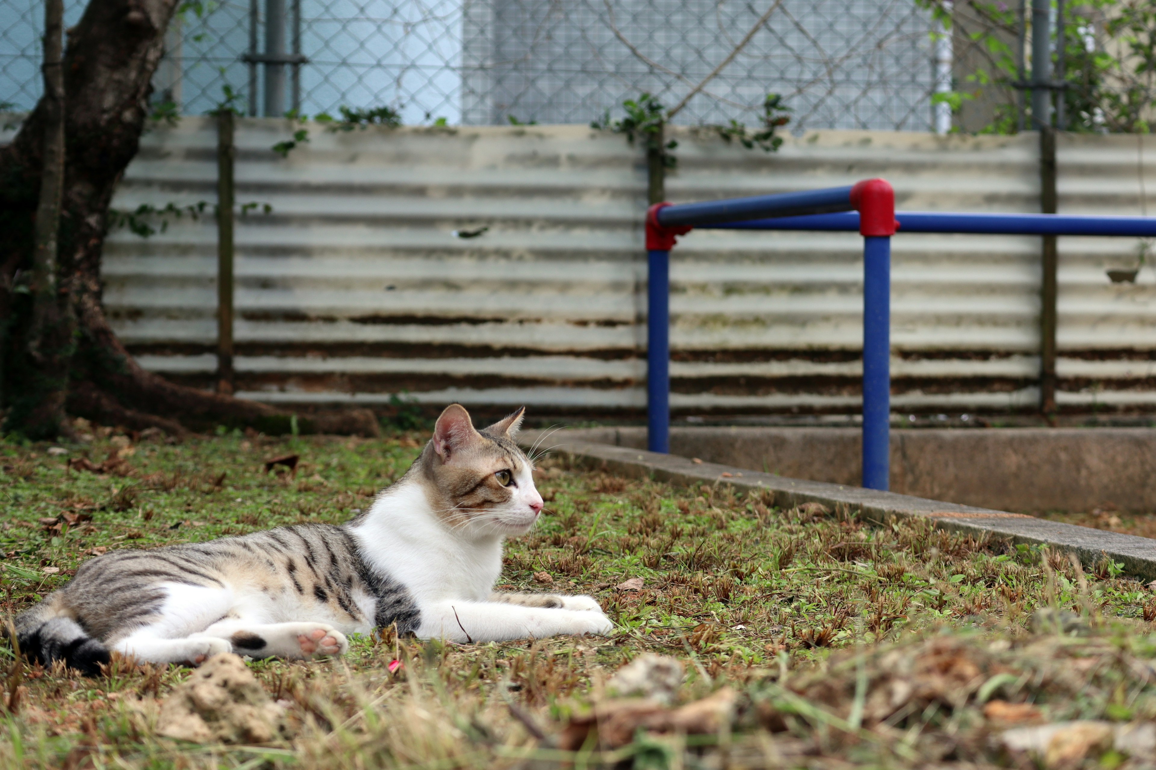 A white and gray cat lying on the grass in a garden setting