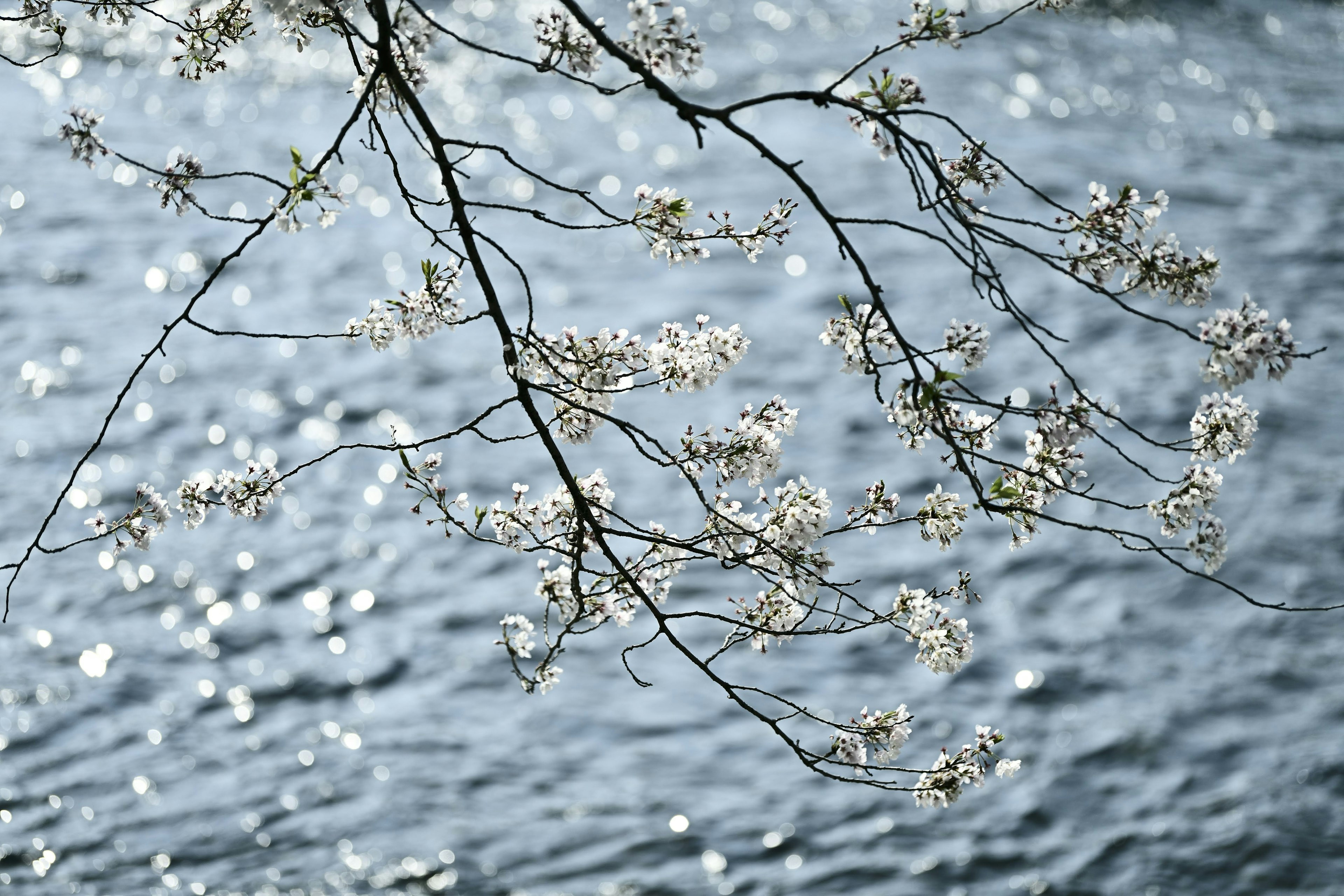 水面に映る桜の花と枝の柔らかい光