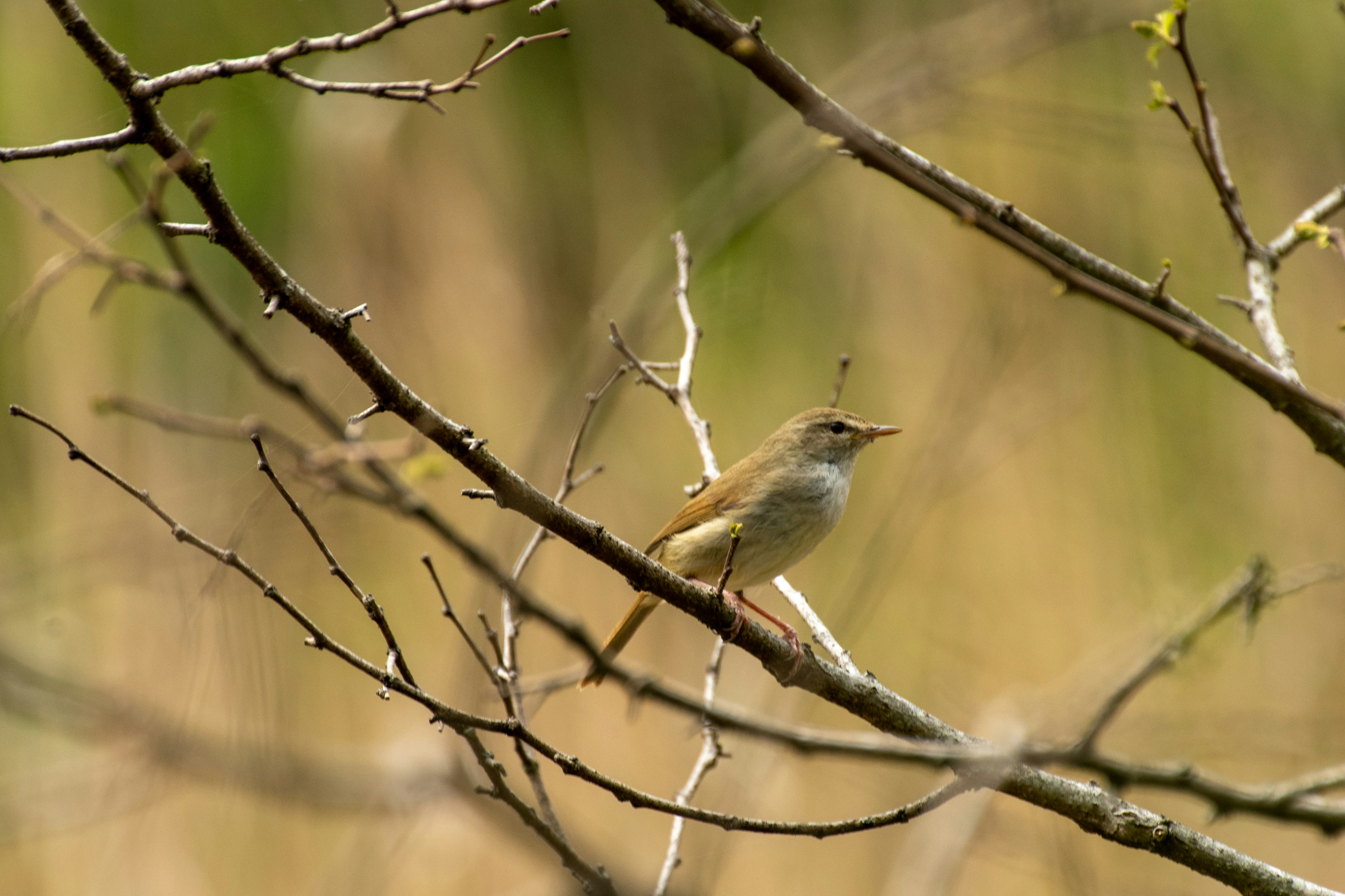 Ein kleiner Vogel, der auf einem Zweig sitzt, mit verschwommenem grünen und braunen Hintergrund