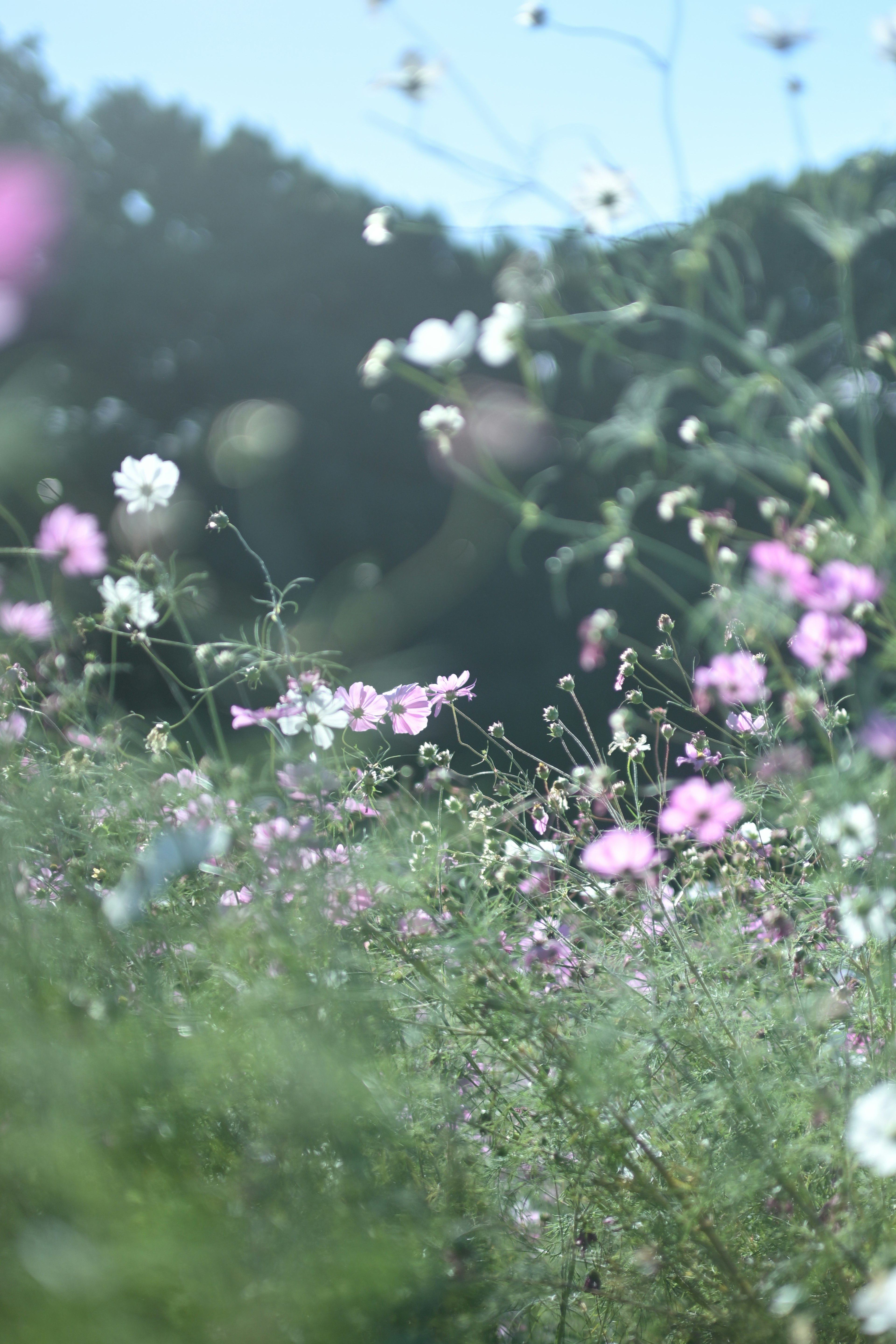 Un paesaggio di fiori colorati che fioriscono sotto un cielo azzurro