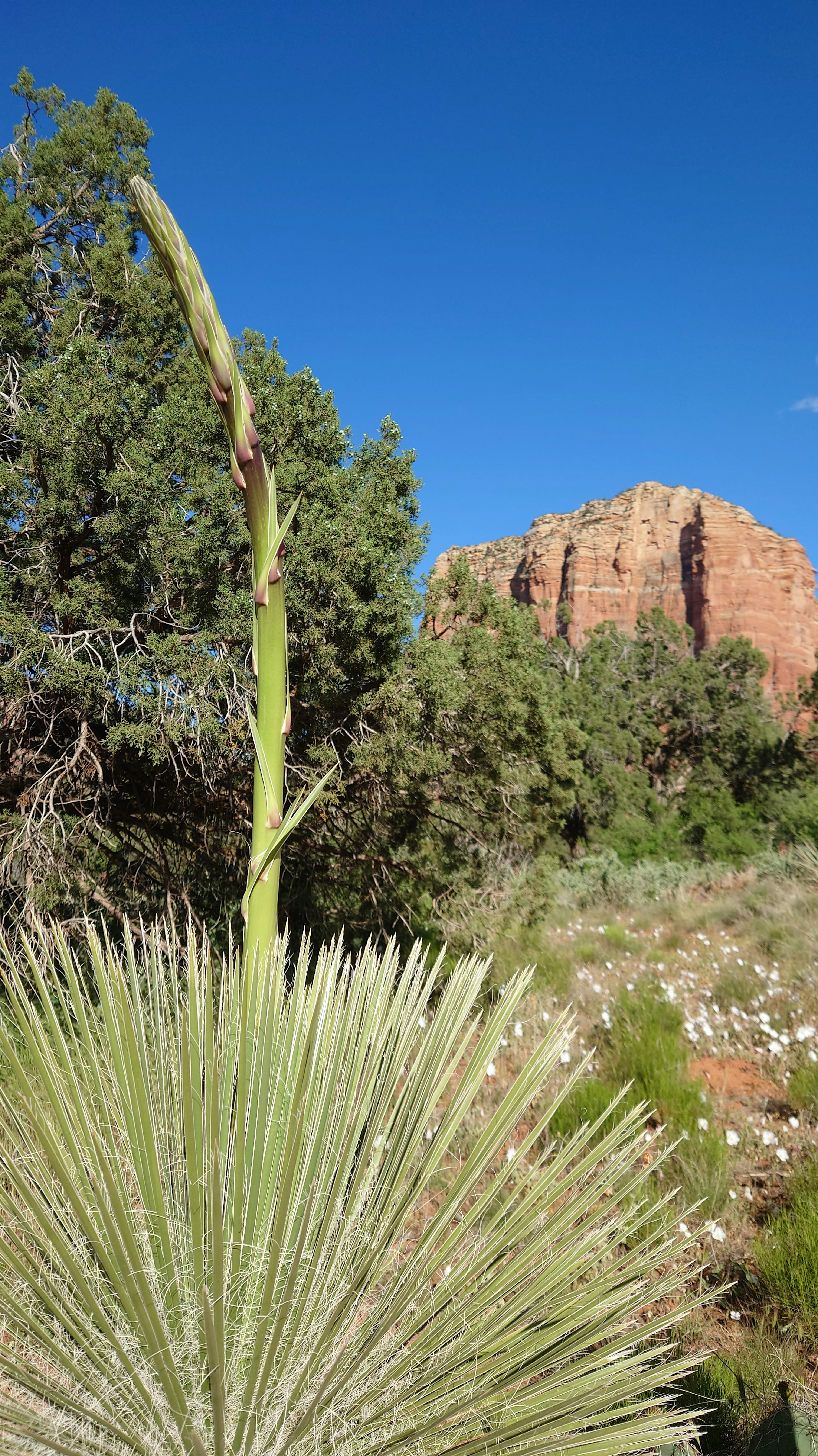 Tige de fleur de yucca se levant dans un paysage avec des roches rouges et des arbres verts sous un ciel bleu