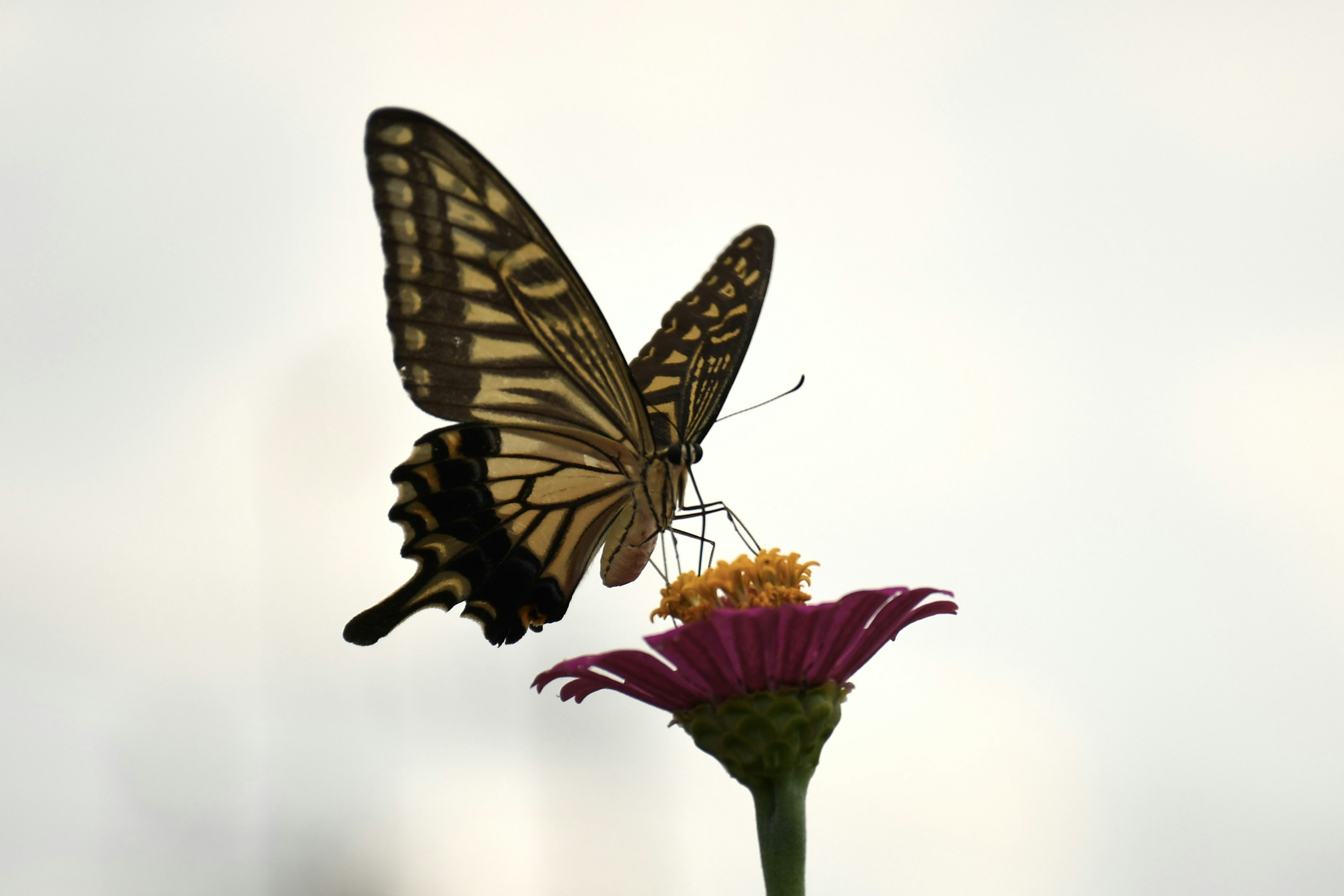 Farfalla appoggiata su un fiore con sfondo morbido