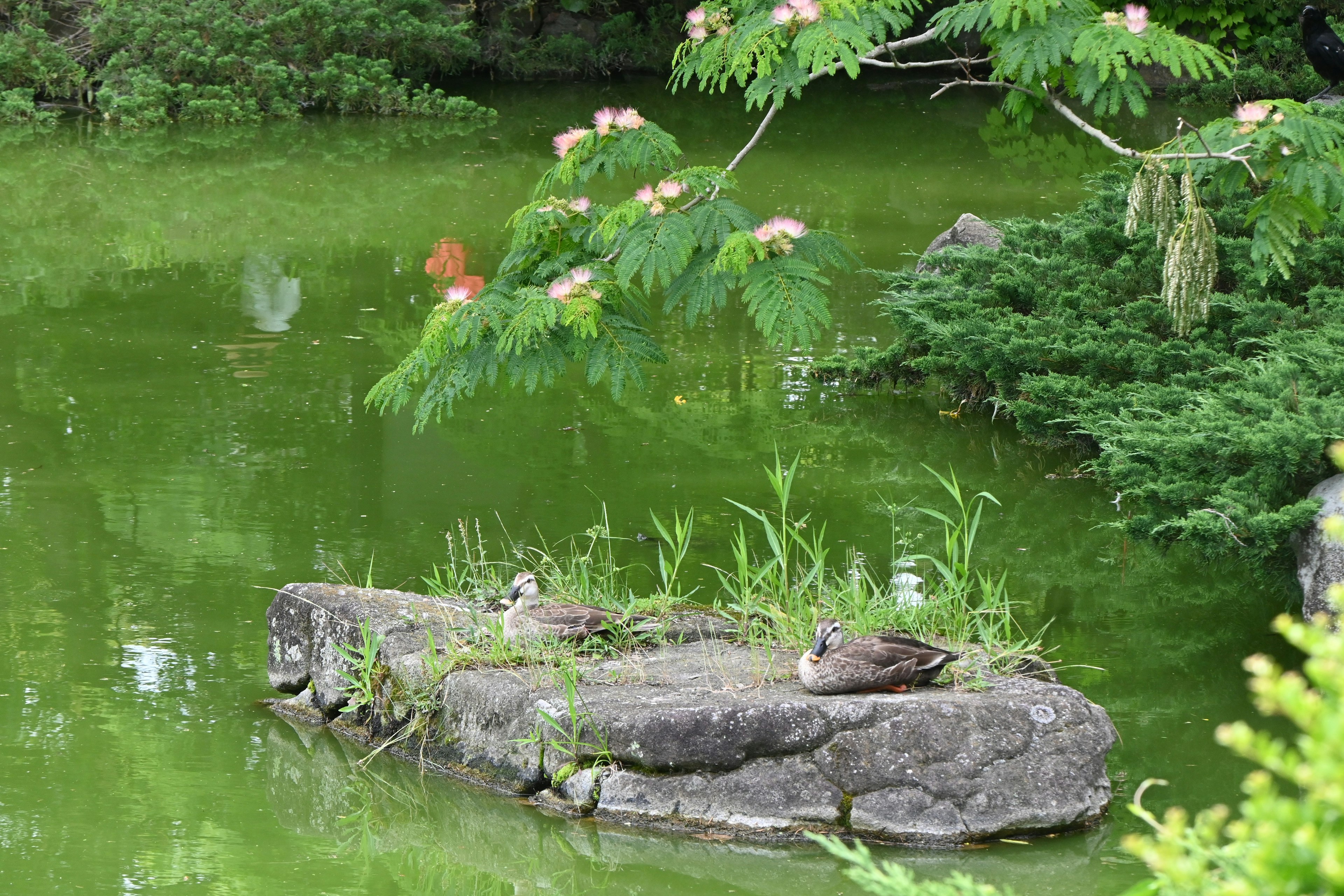 Zwei Enten ruhen auf einem großen Stein in einem grünen Teich, umgeben von üppiger Vegetation