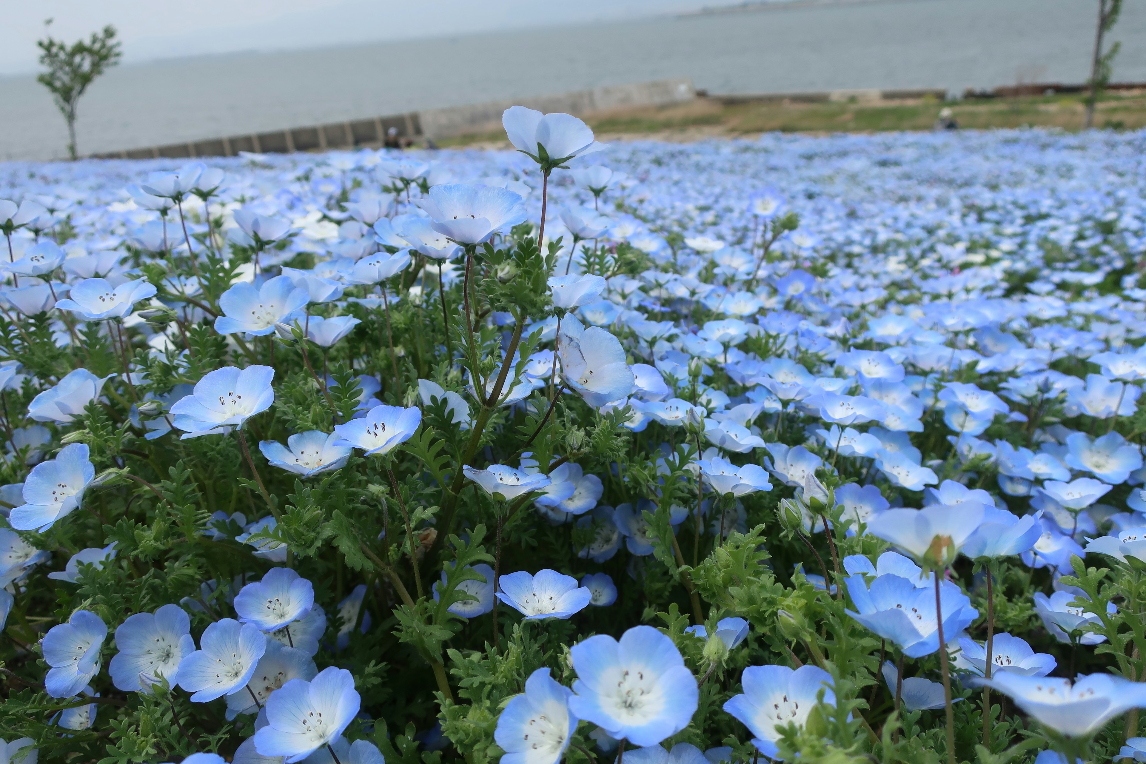 Un paysage rempli de fleurs bleues et une mer calme en arrière-plan