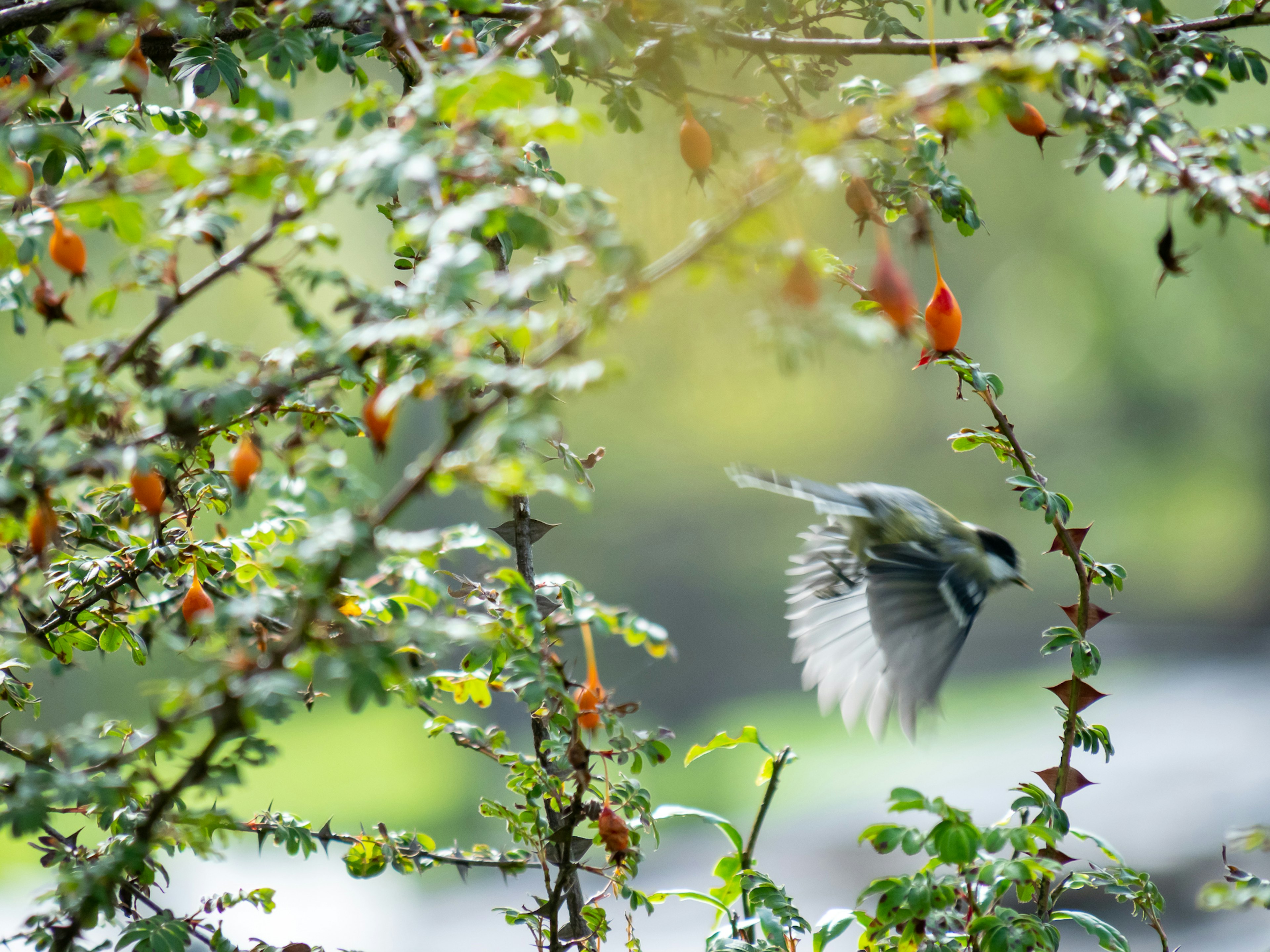 Un oiseau volant parmi des arbres verts avec un arrière-plan flou d'eau