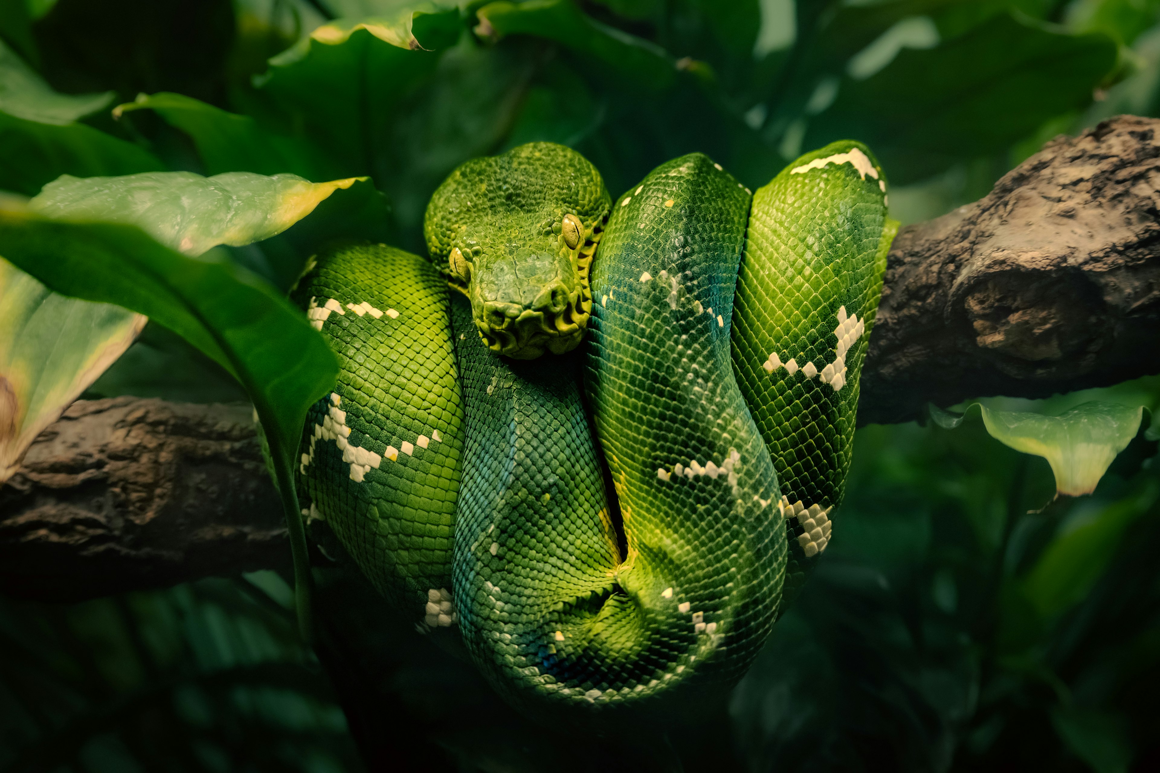 A green snake coiled around a branch surrounded by leaves