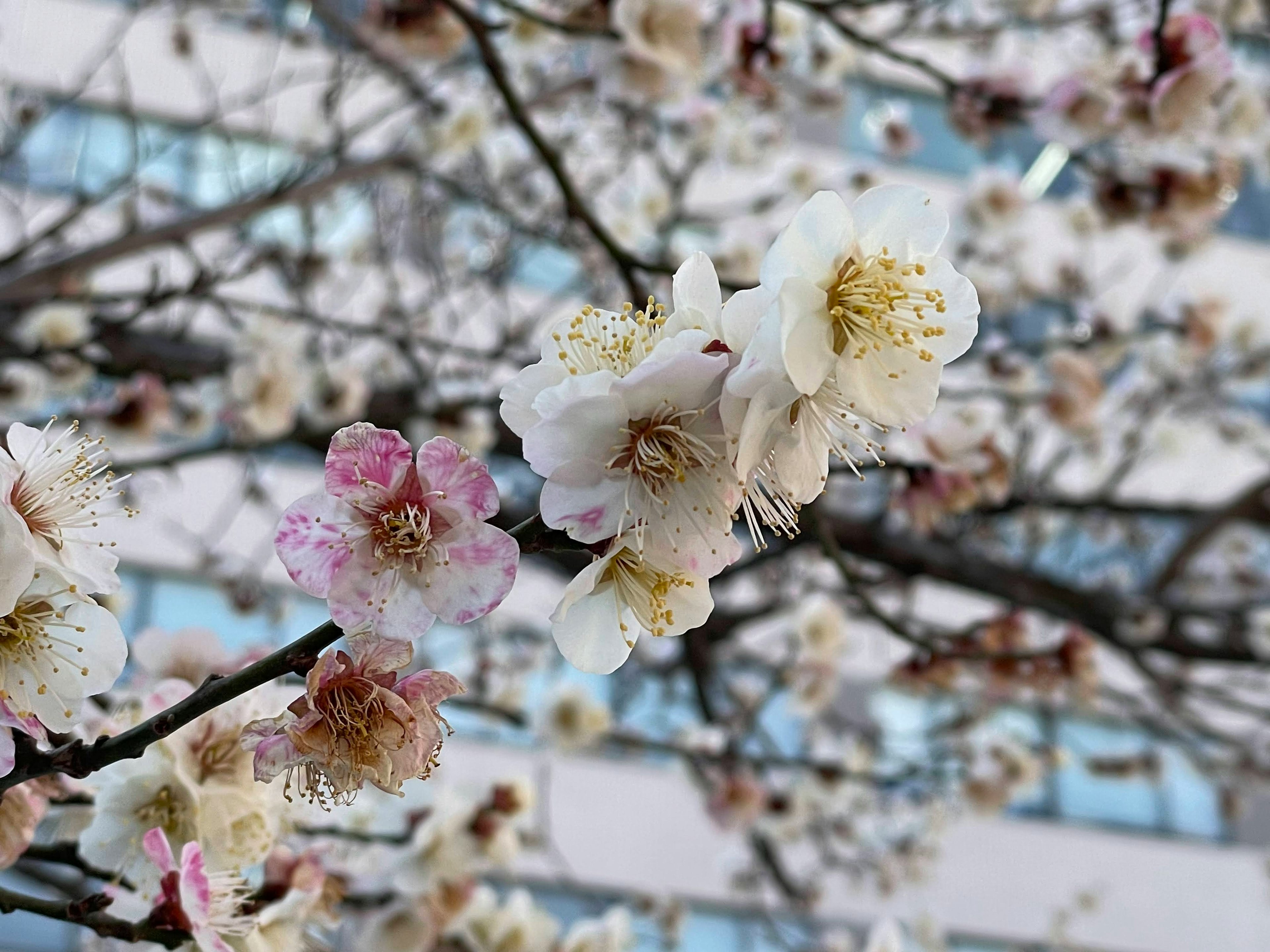 桜の花が咲いている枝のクローズアップの写真