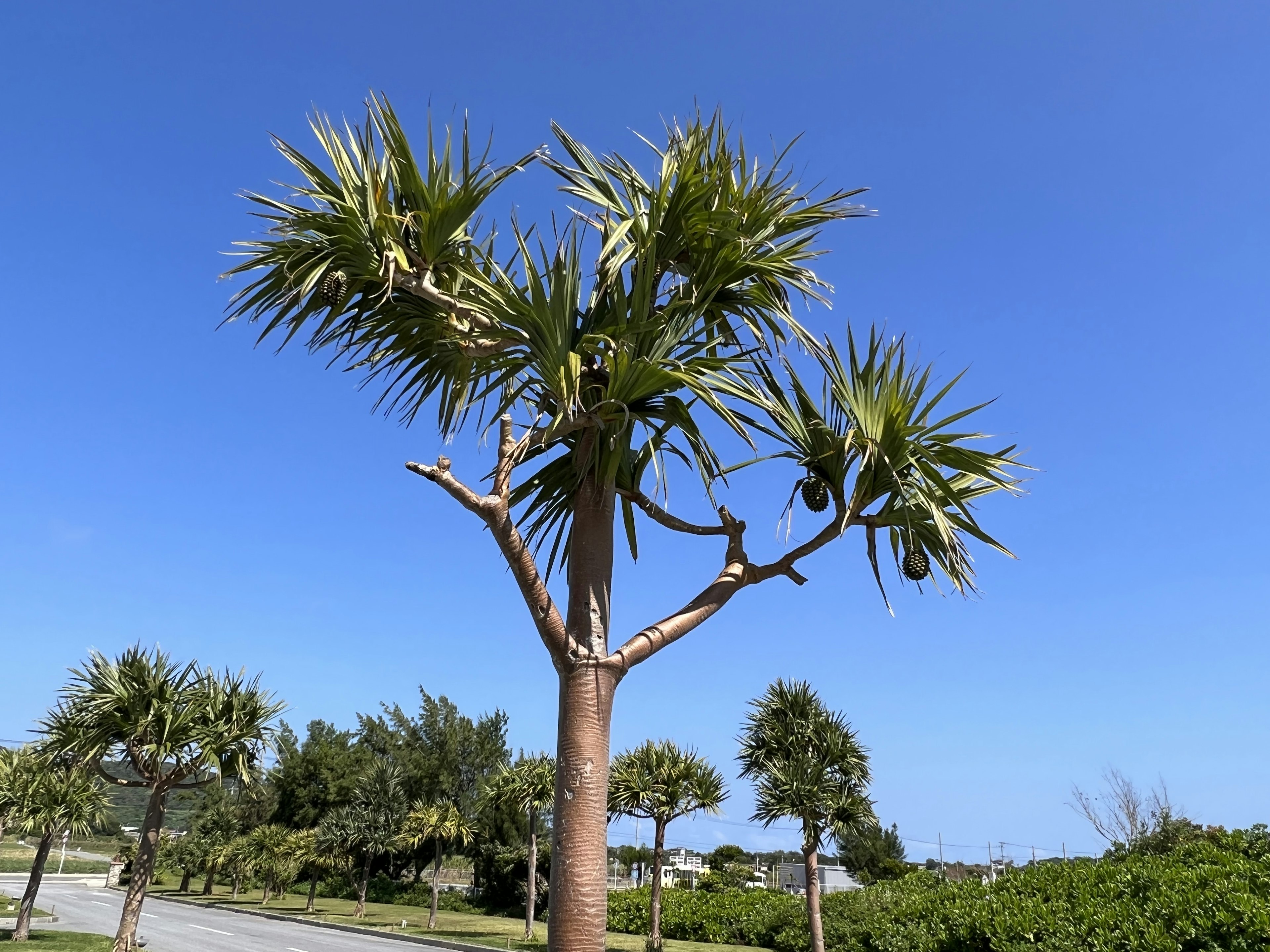 Palm tree standing under blue sky with surrounding greenery