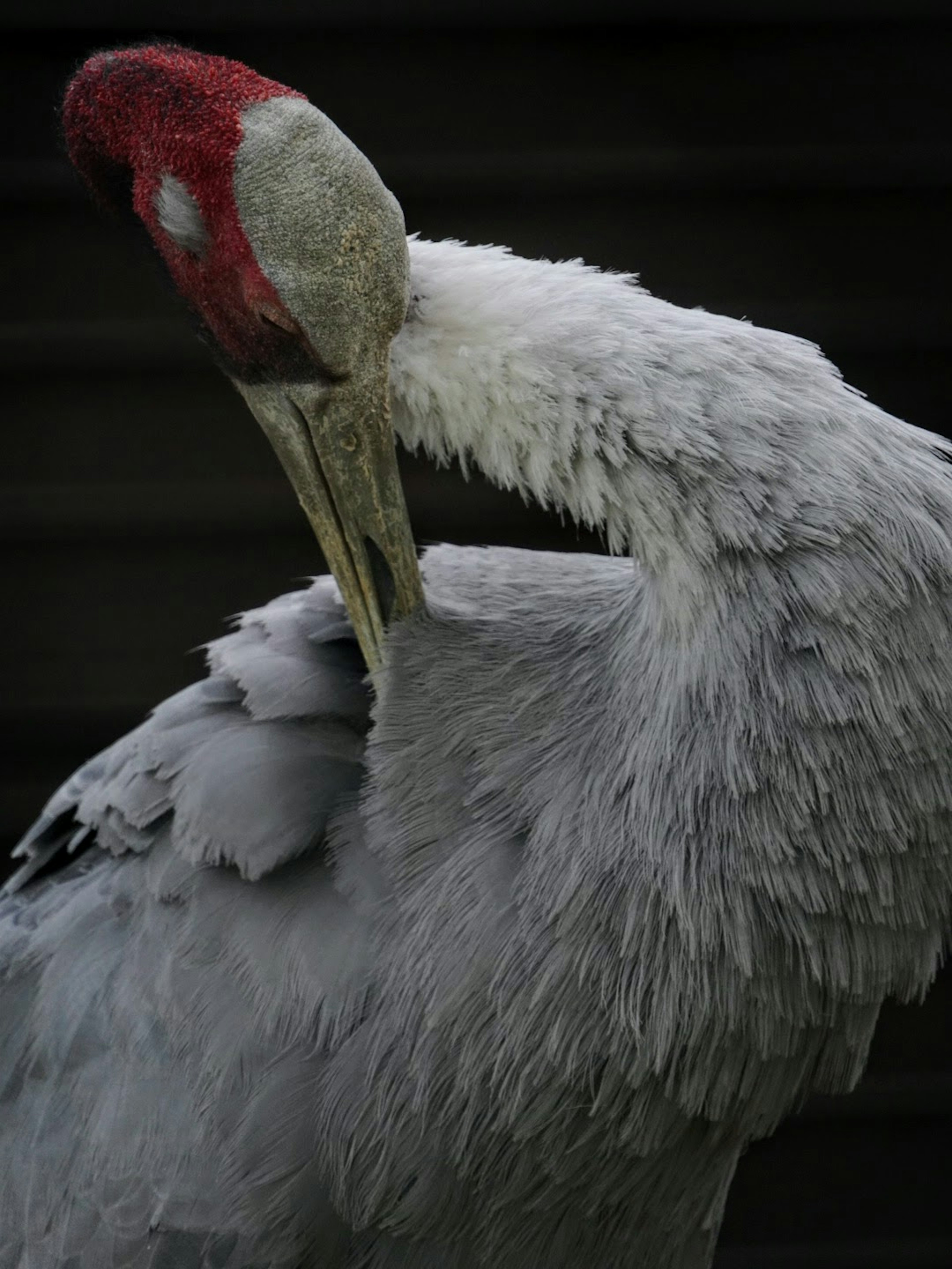 Bird with white feathers and red head tilting its neck